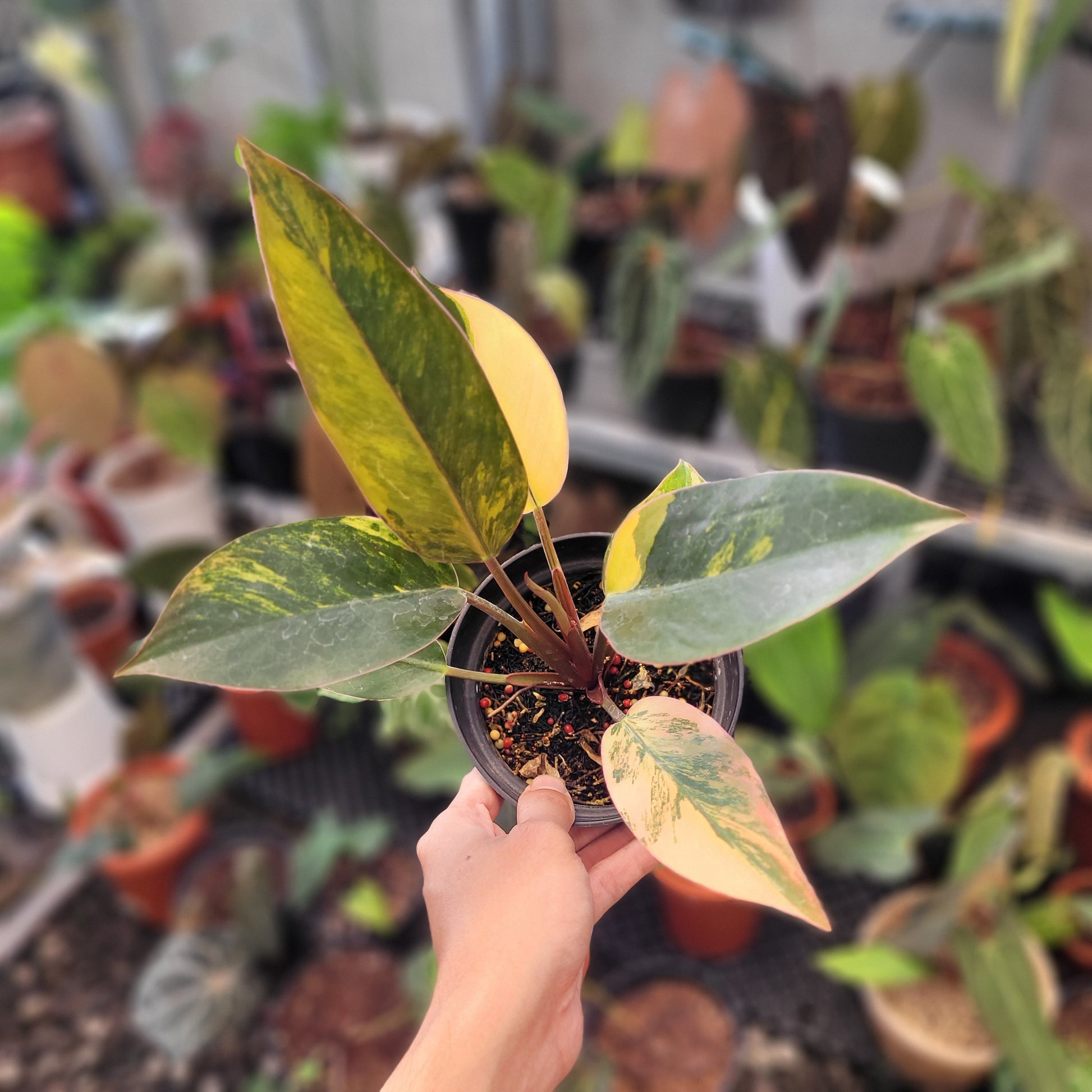 Philodendron Red Congo Variegated - Indonesian Rare Plants