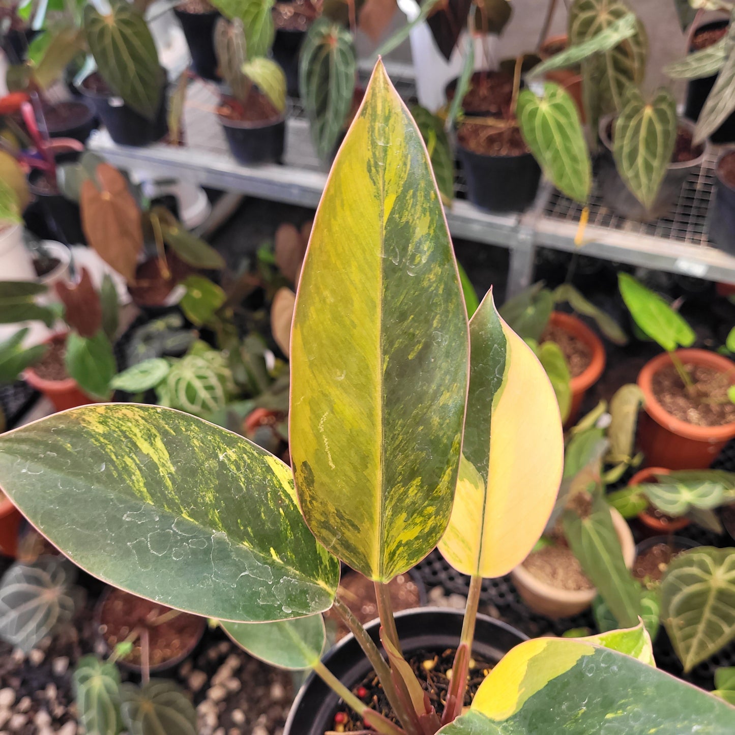 Philodendron Red Congo Variegated