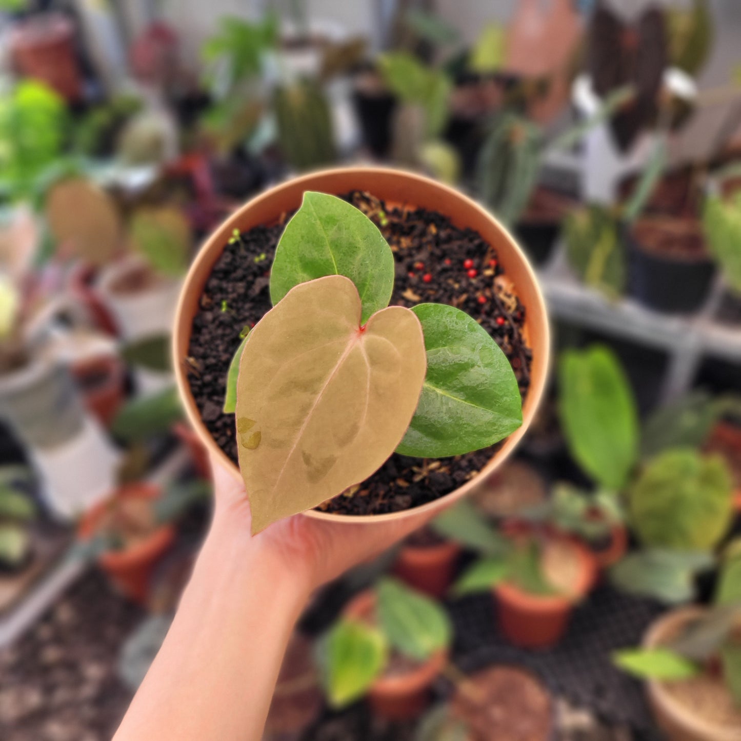 Anthurium Hoffmanii Red Sinus Blood Moon - Indonesian Rare Plants