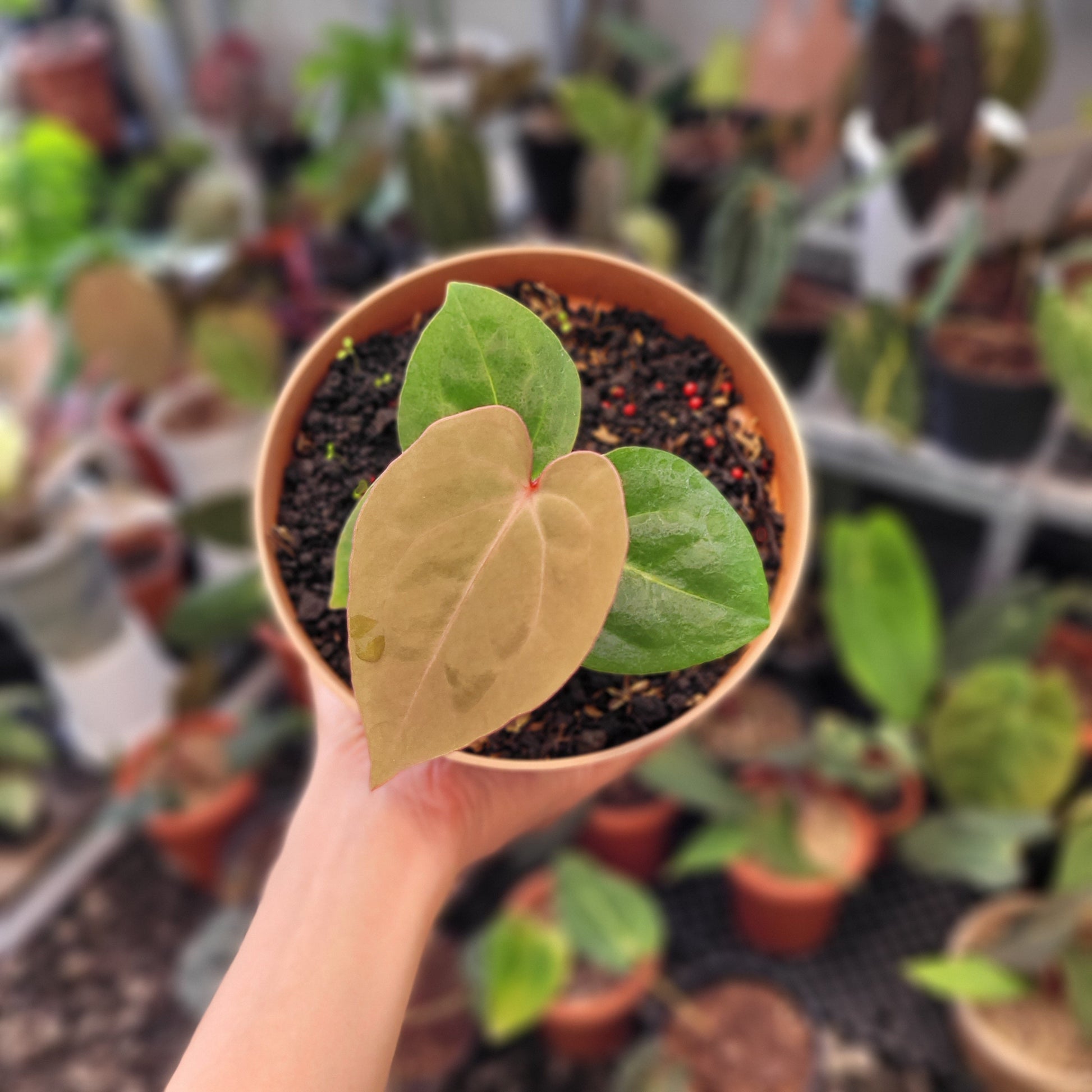 Anthurium Hoffmanii Red Sinus Blood Moon - Indonesian Rare Plants