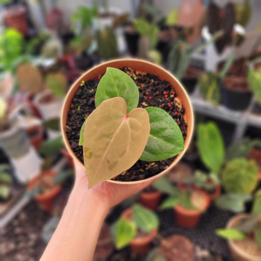 Anthurium Hoffmanii Red Sinus Blood Moon - Indonesian Rare Plants