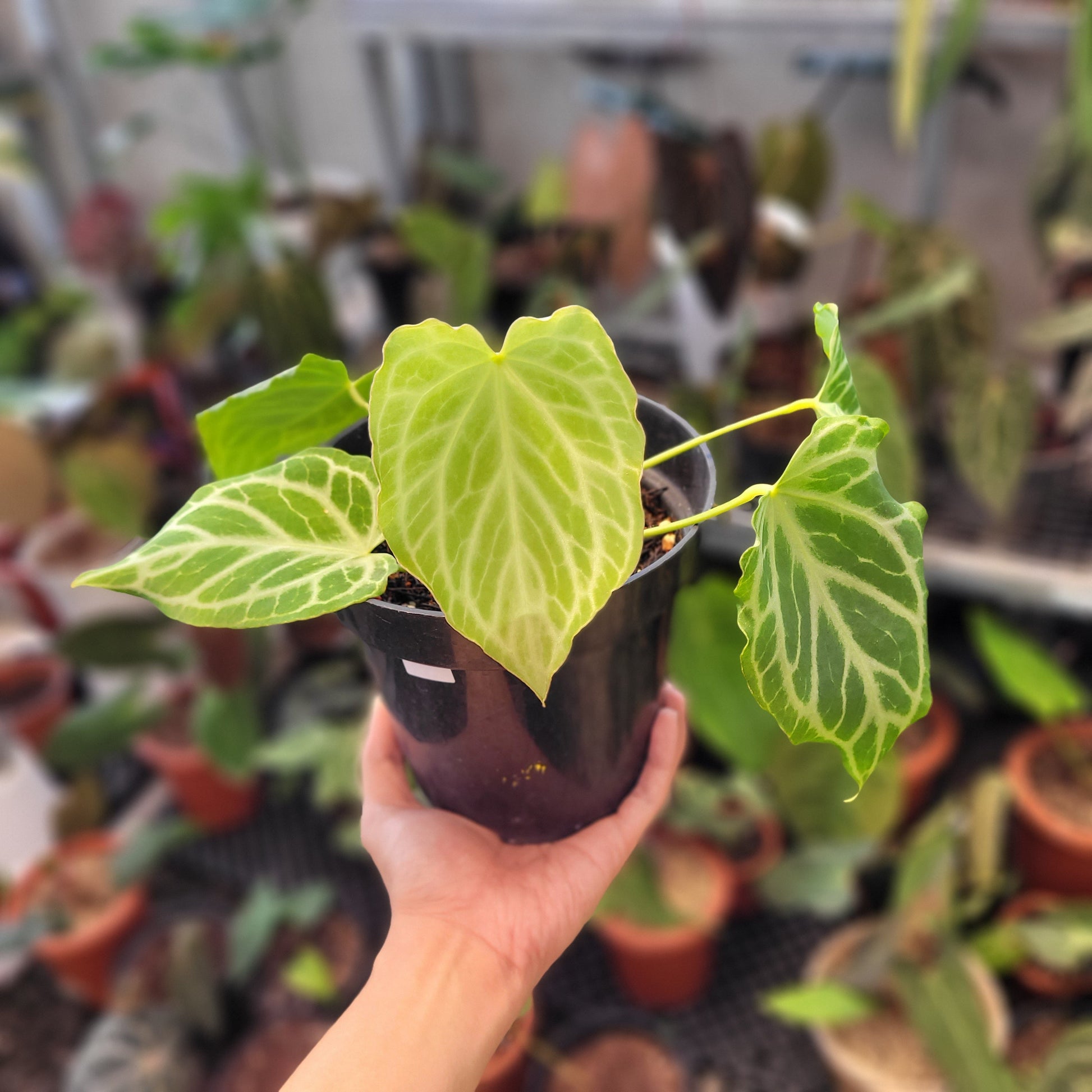 Anthurium Silver Tiger - Indonesian Rare Plants