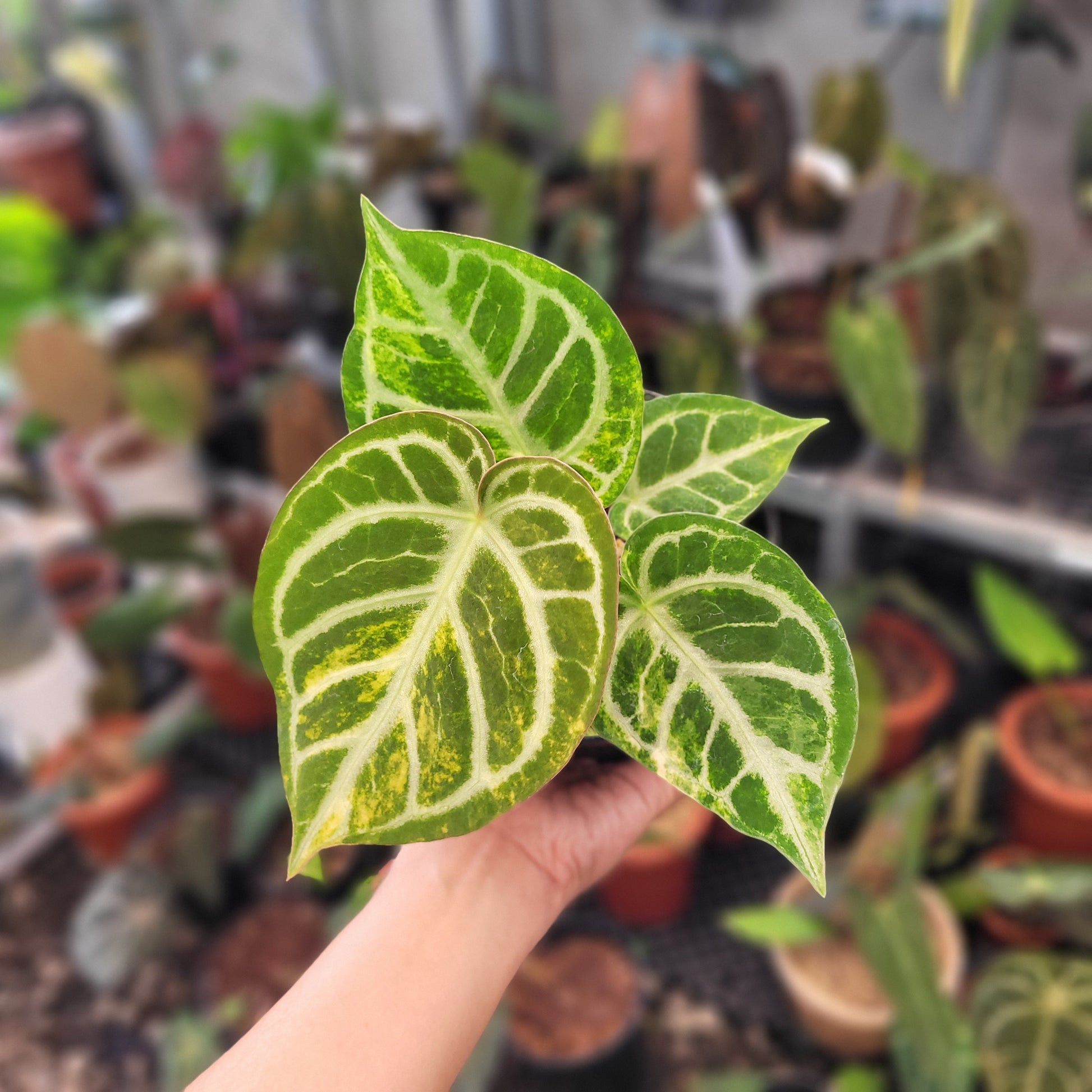 Anthurium Dorayaki Silver Variegated - Indonesian Rare Plants