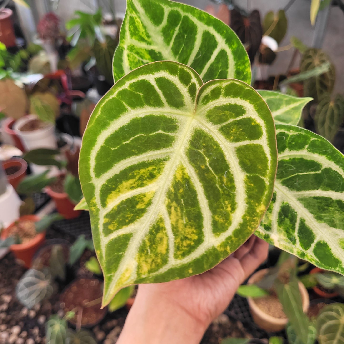 Anthurium Dorayaki Silver Variegated