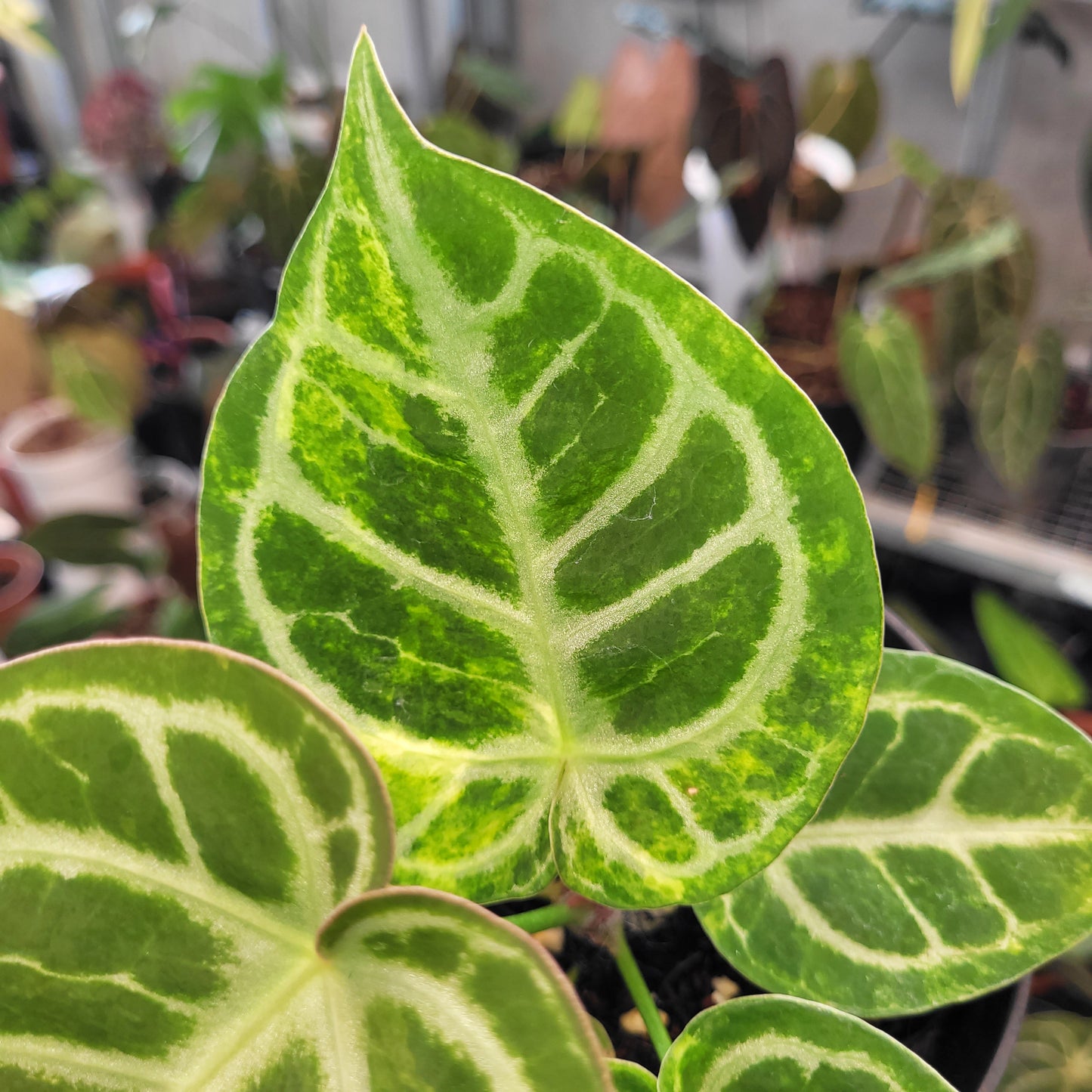 Anthurium Dorayaki Silver Variegated