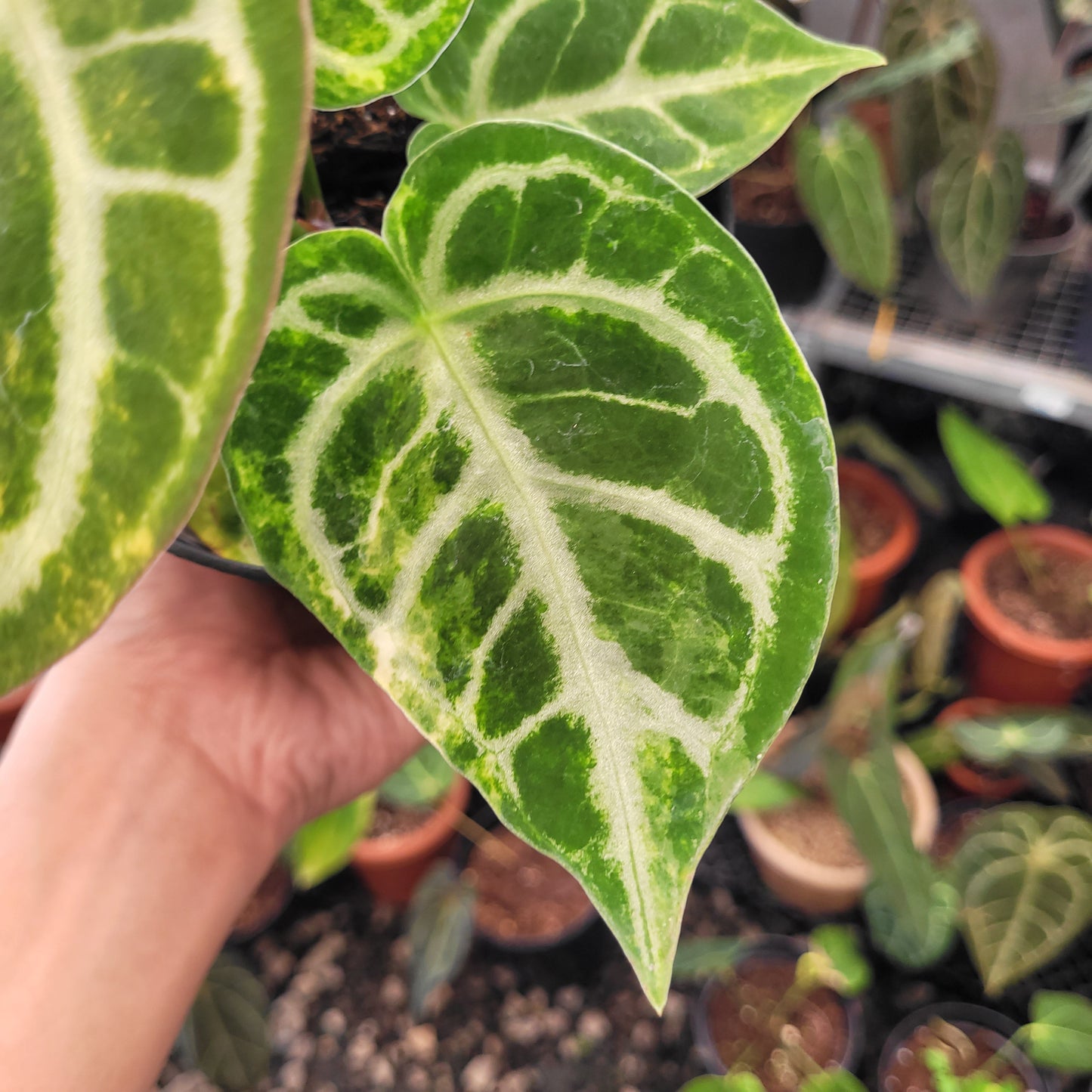 Anthurium Dorayaki Silver Variegated