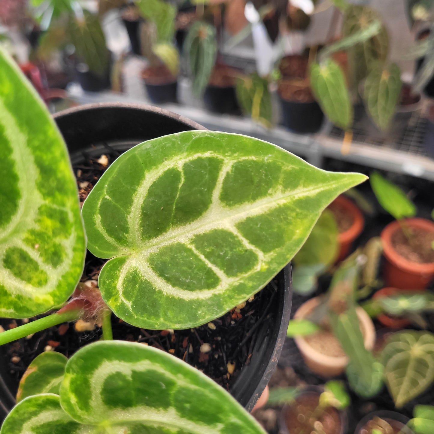 Anthurium Dorayaki Silver Variegated