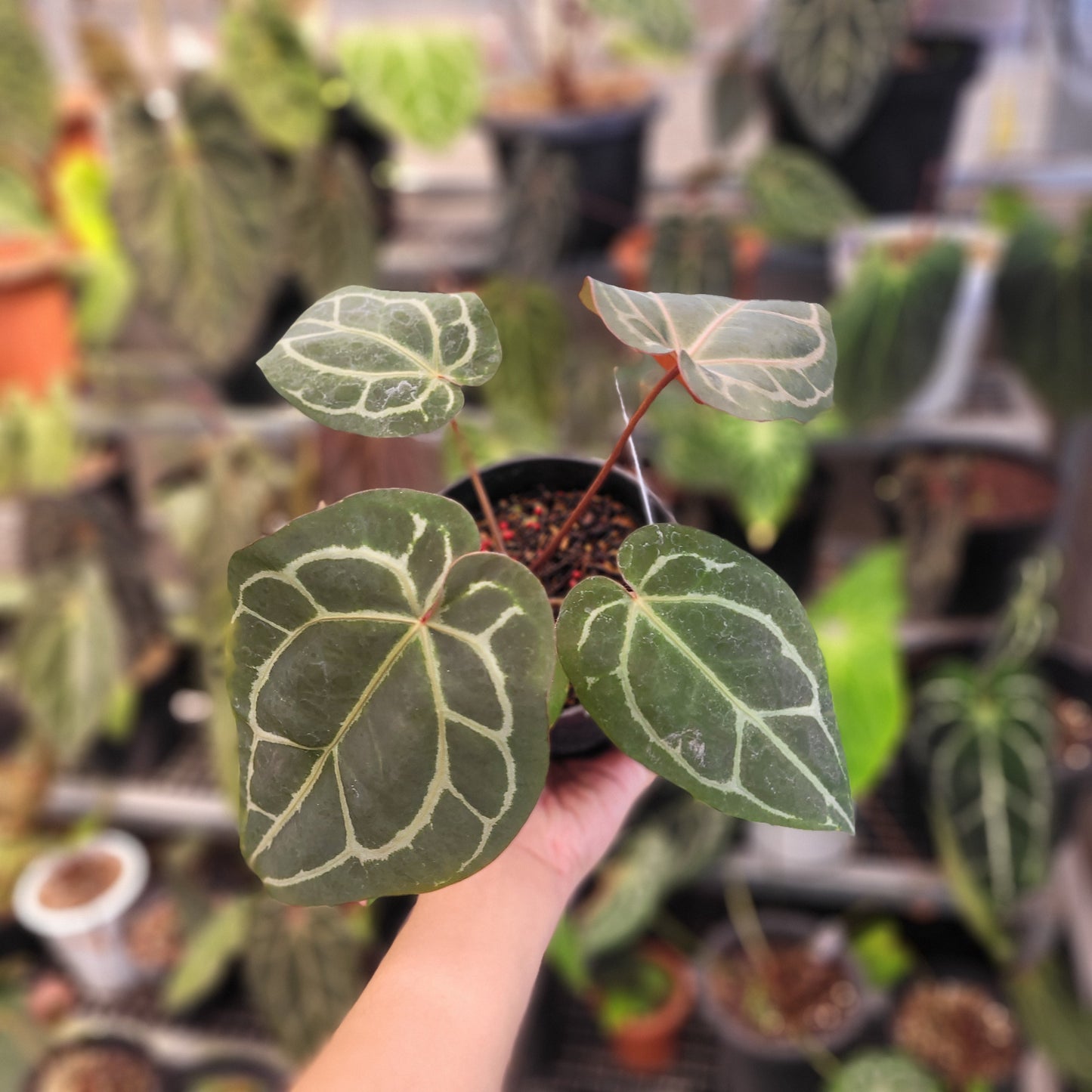 Anthurium Red Crystallinum - Indonesian Rare Plants