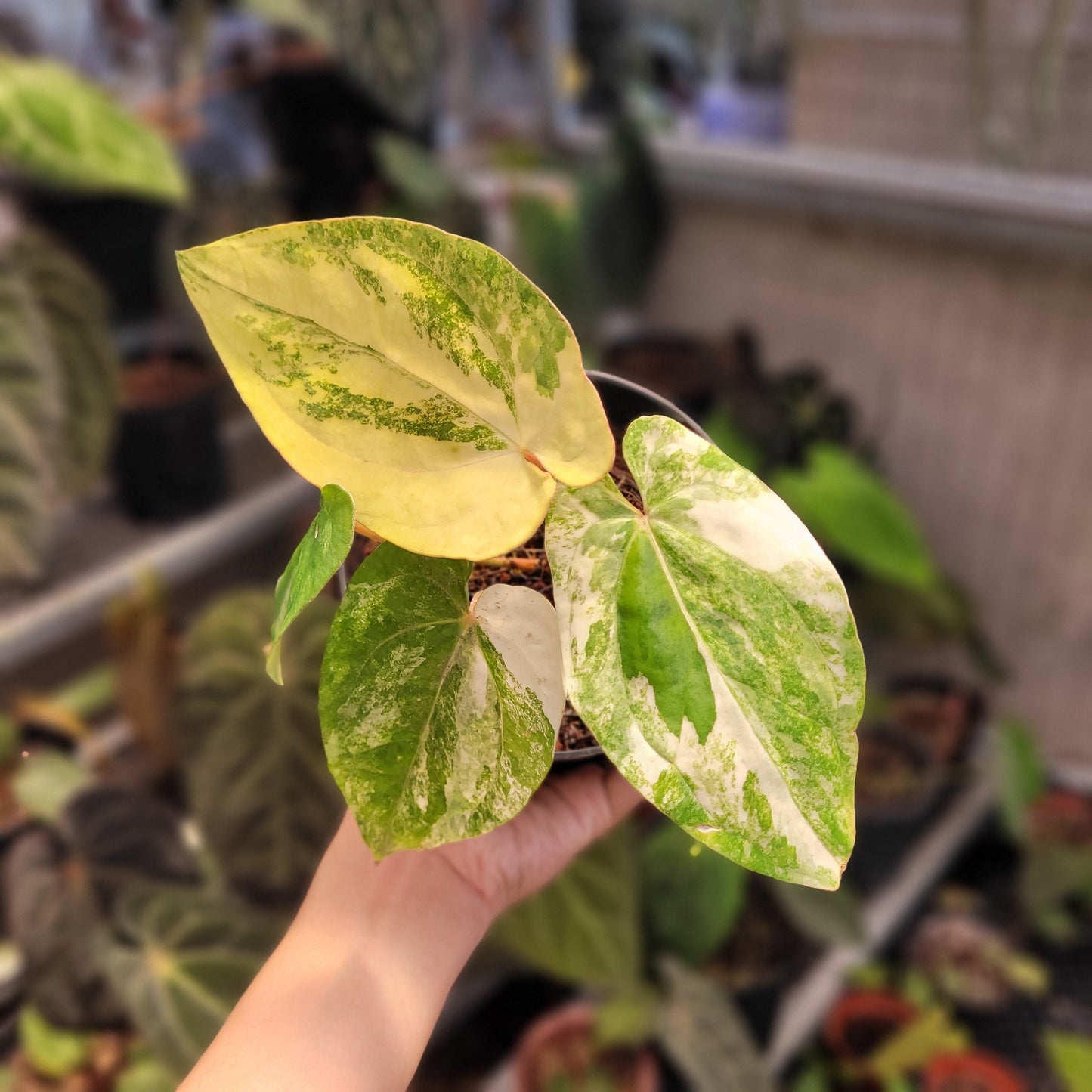 Anthurium Papillilaminum Hybrid Variegated - Indonesian Rare Plants