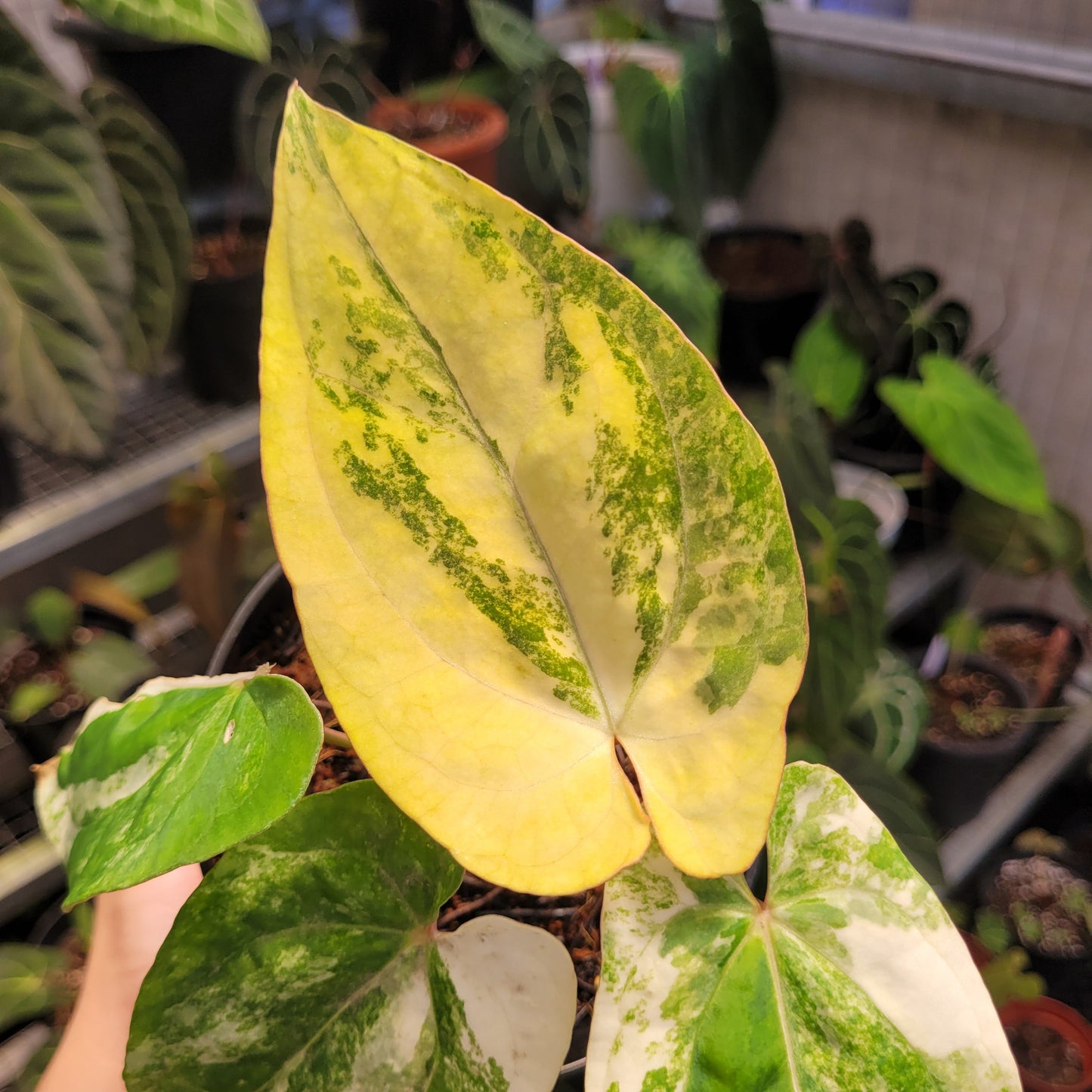 Anthurium Papillilaminum Hybrid Variegated