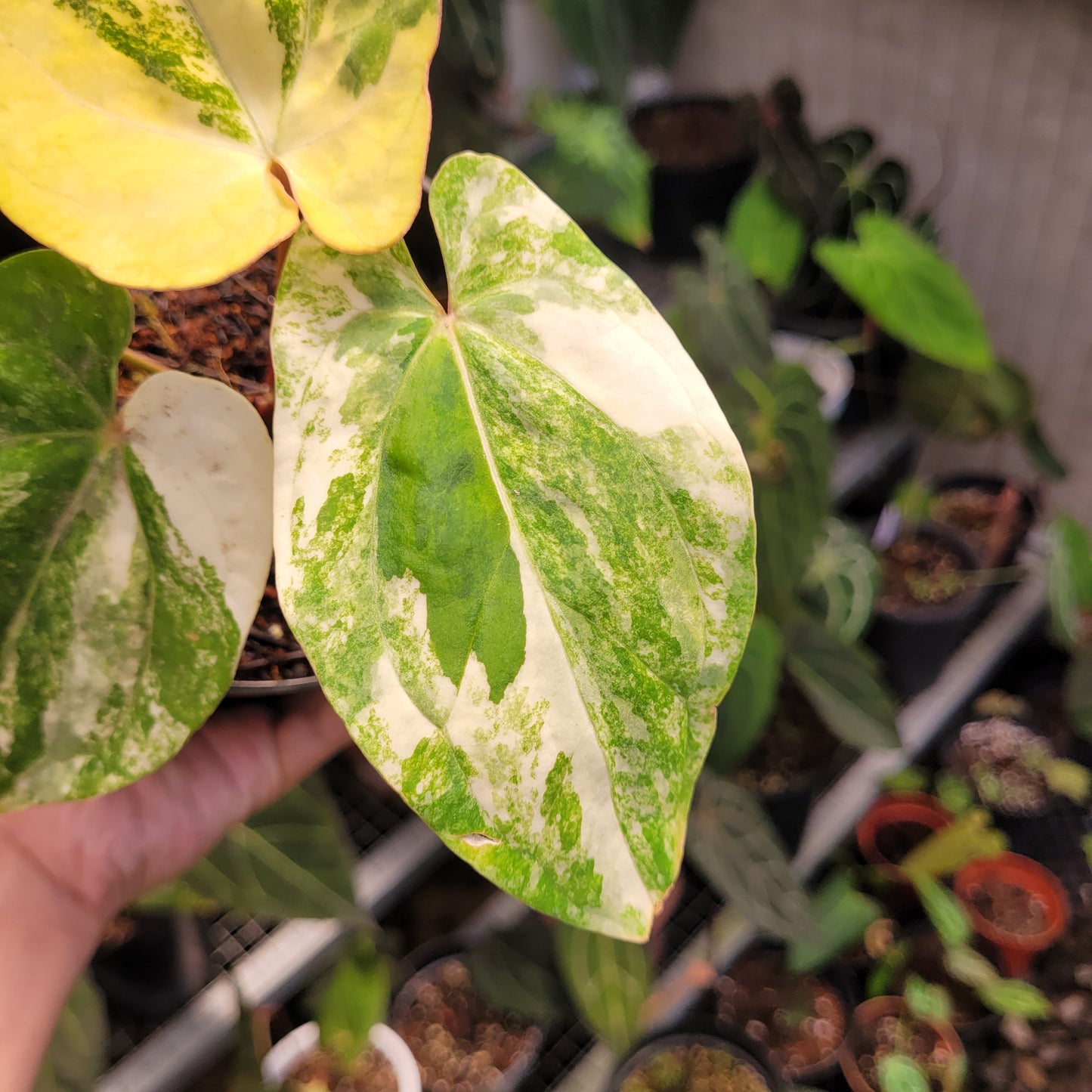 Anthurium Papillilaminum Hybrid Variegated