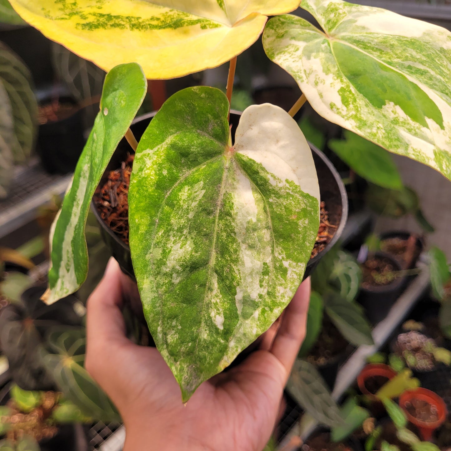 Anthurium Papillilaminum Hybrid Variegated
