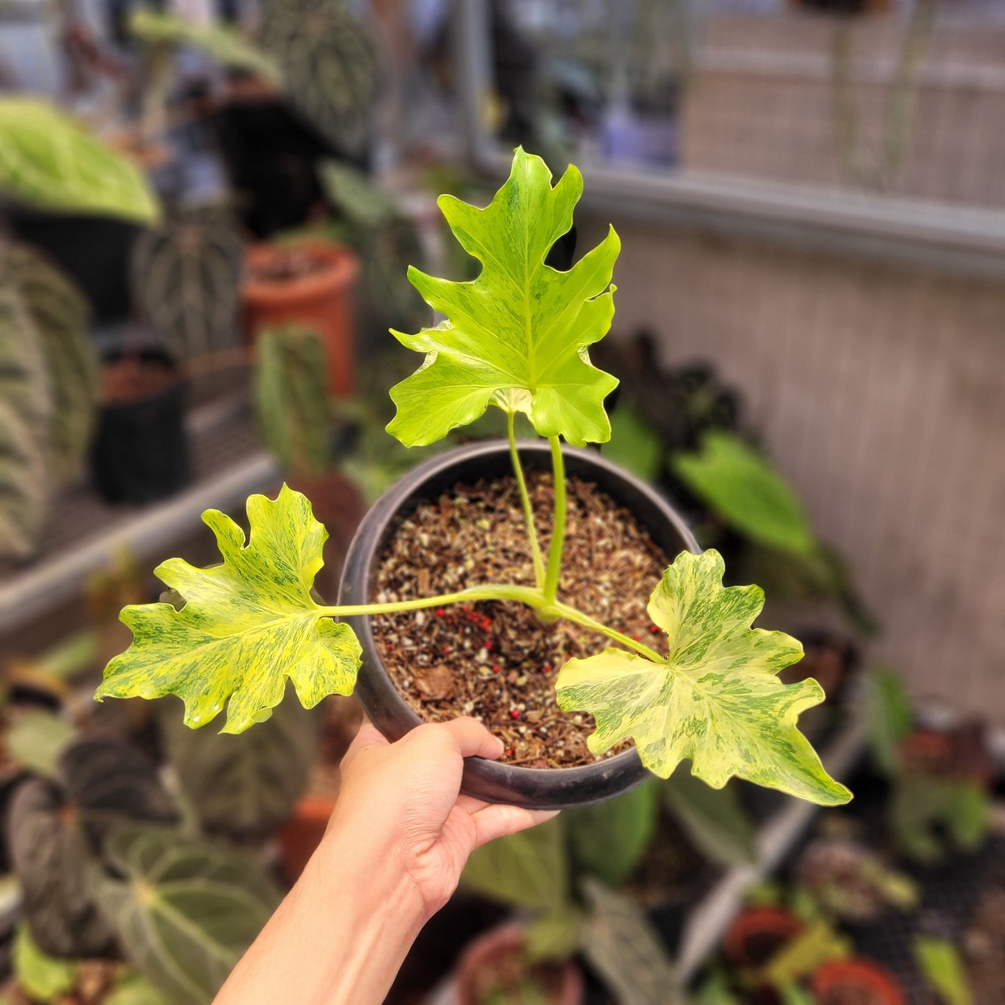 Thaumatophyllum Dragon Fire Variegated - Indonesian Rare Plants