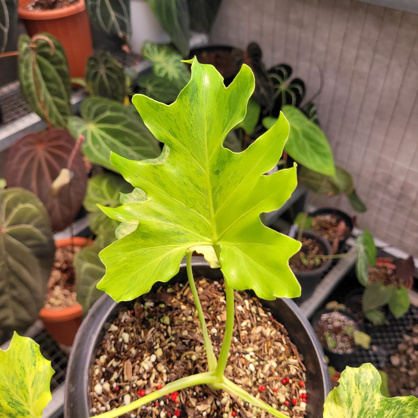 Thaumatophyllum Dragon Fire Variegated