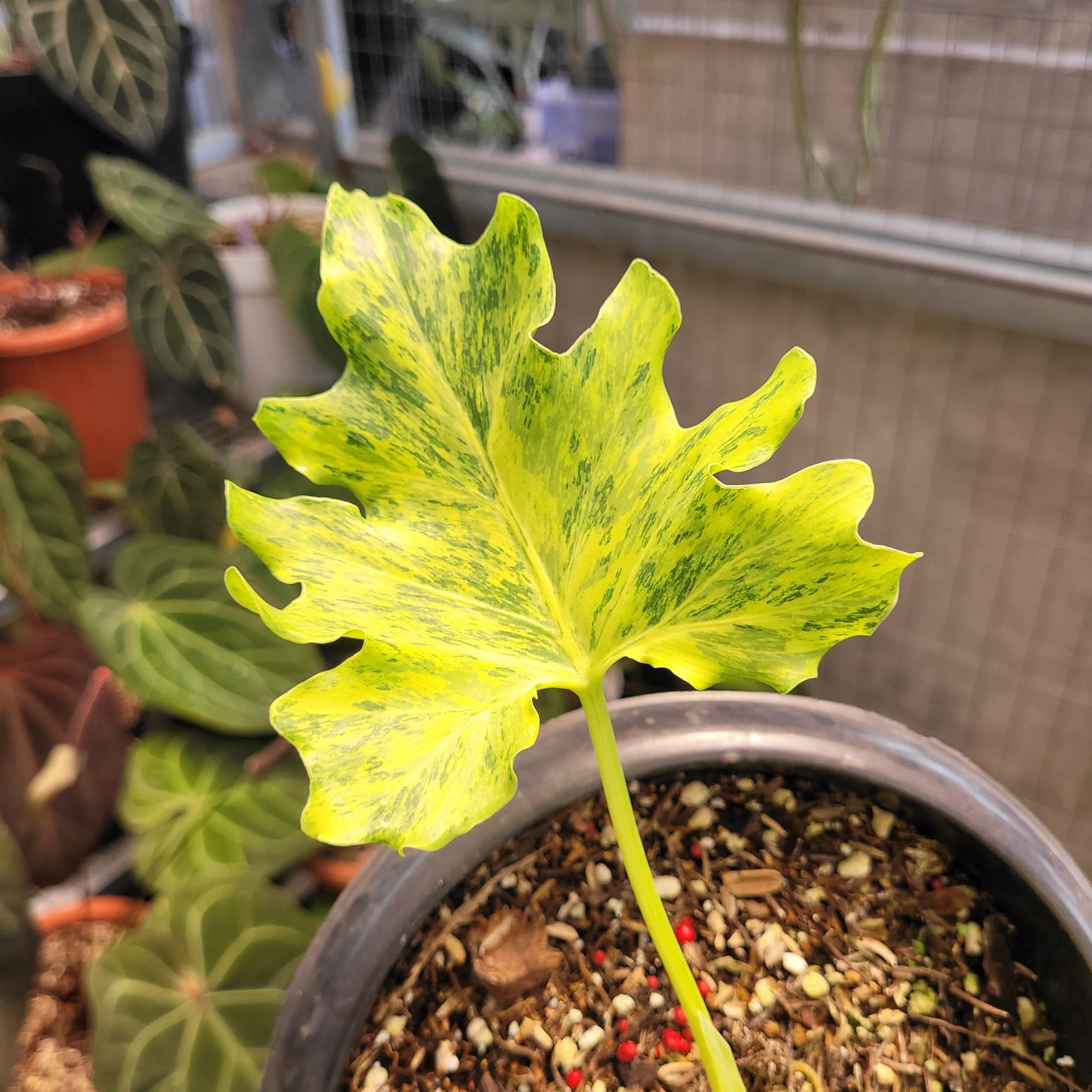 Thaumatophyllum Dragon Fire Variegated