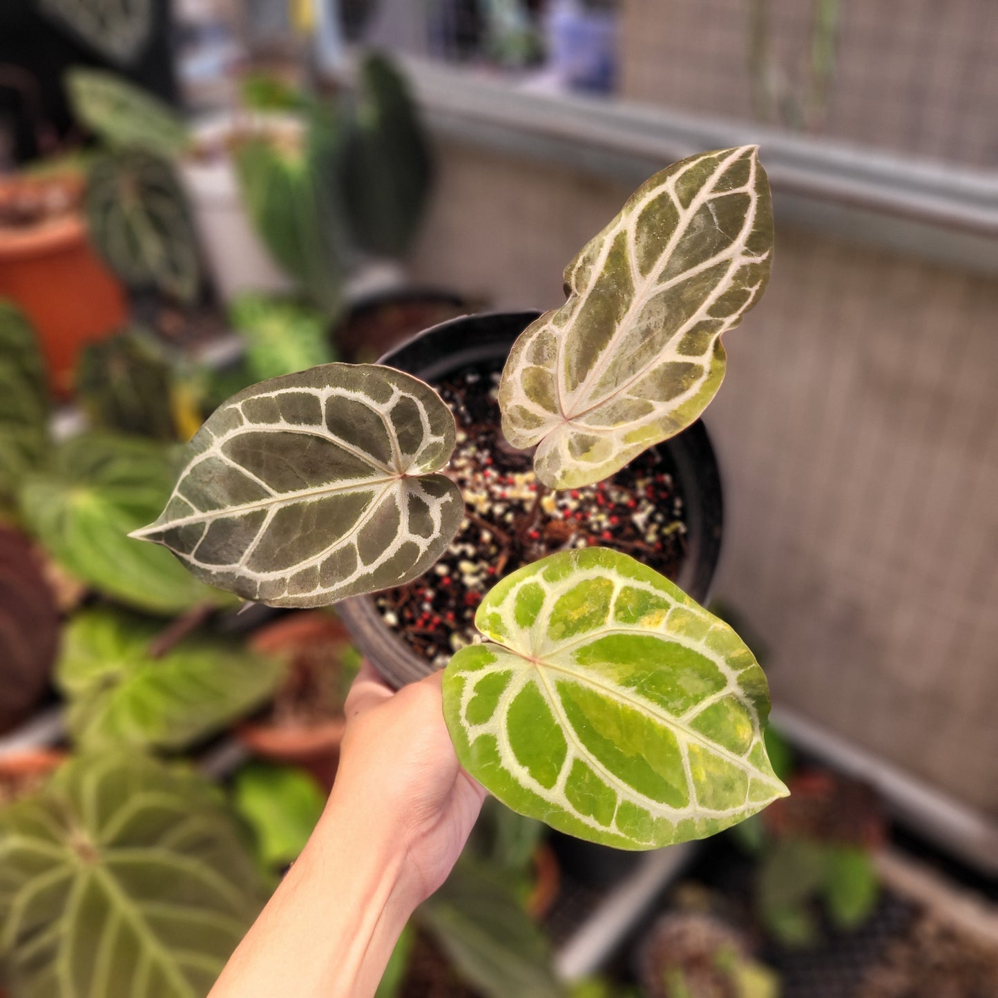 Anthurium BVIT x Zara Michelle Variegated - Indonesian Rare Plants