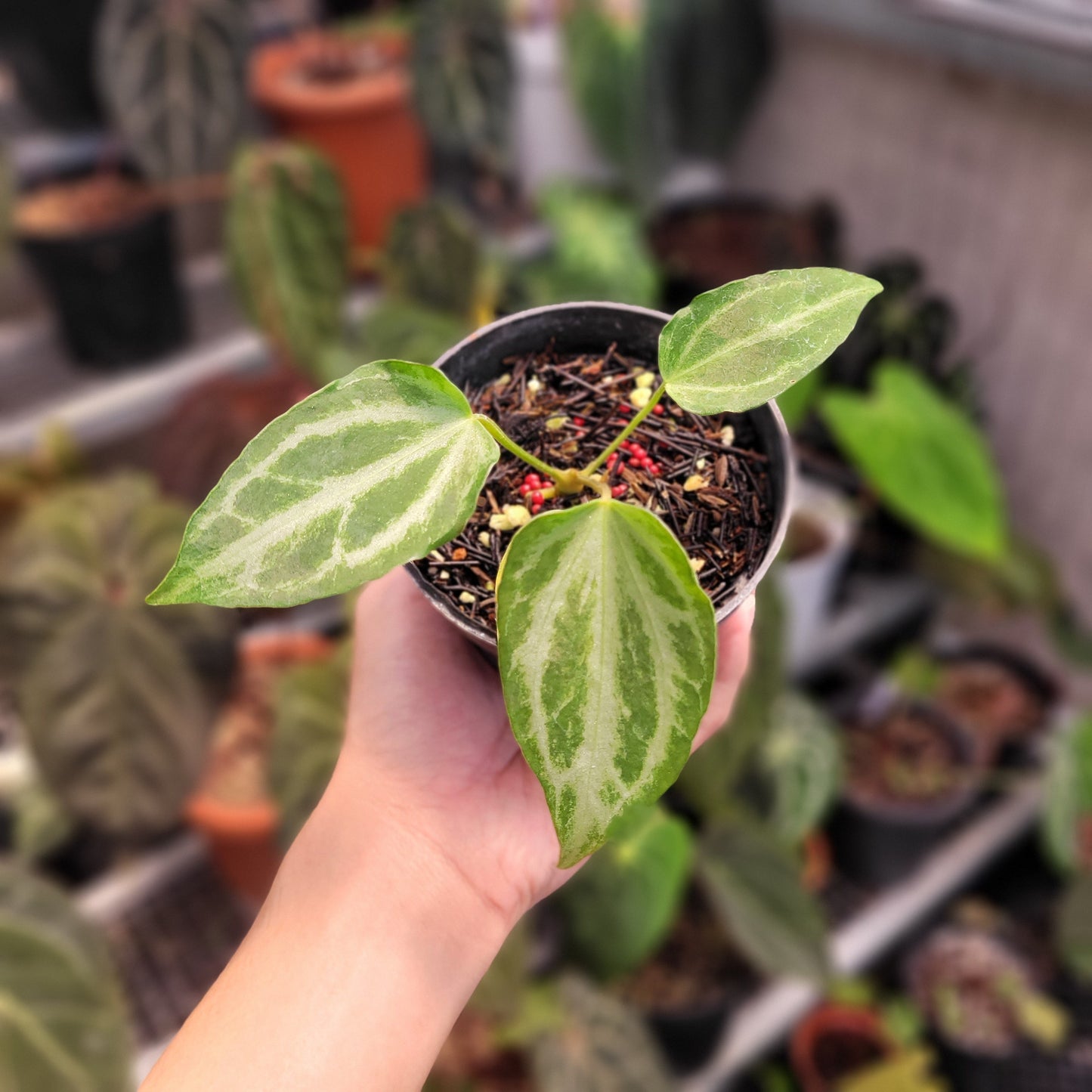 Anthurium FTG Fairchild - Indonesian Rare Plants