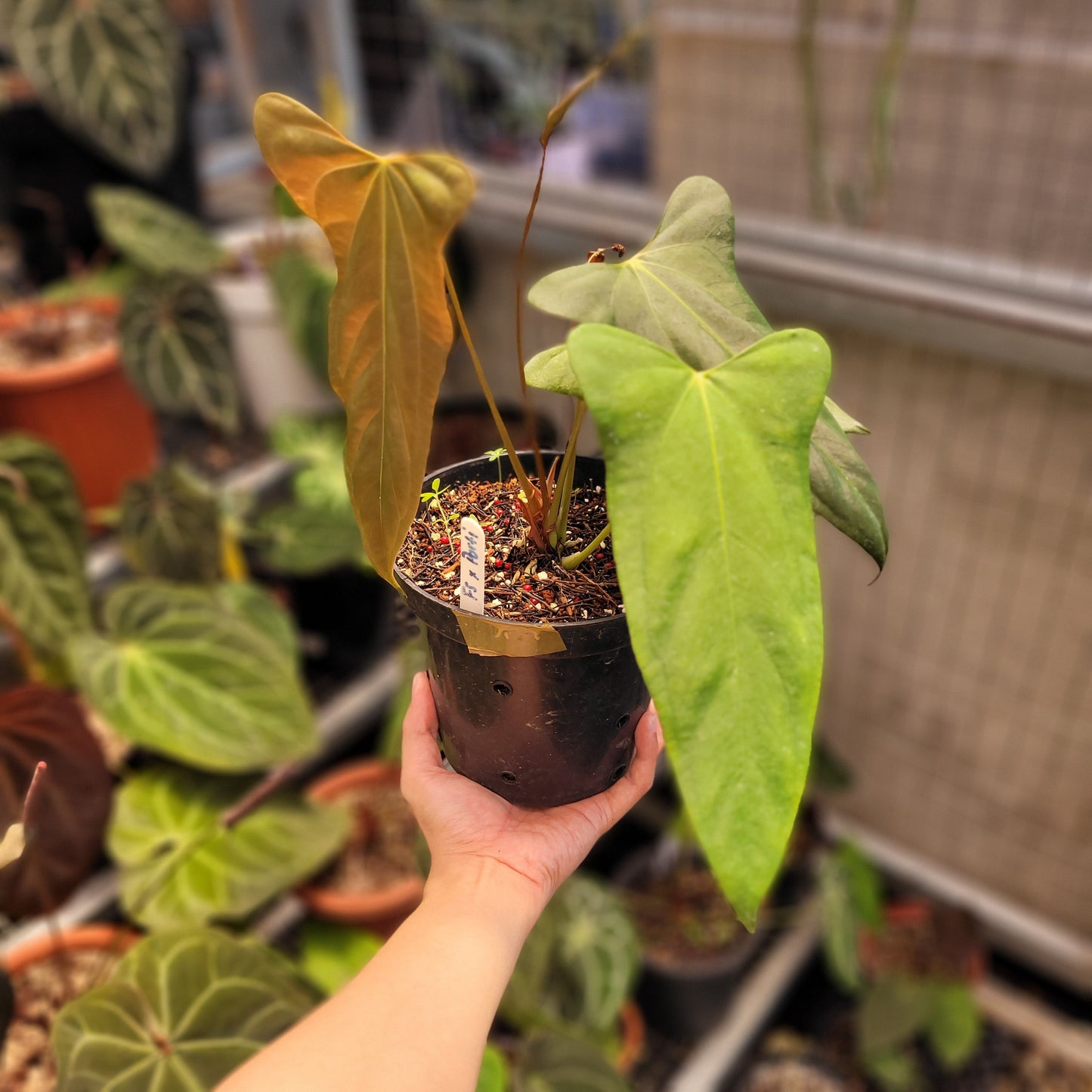 Anthurium Fort Sherman x Portillae - Indonesian Rare Plants