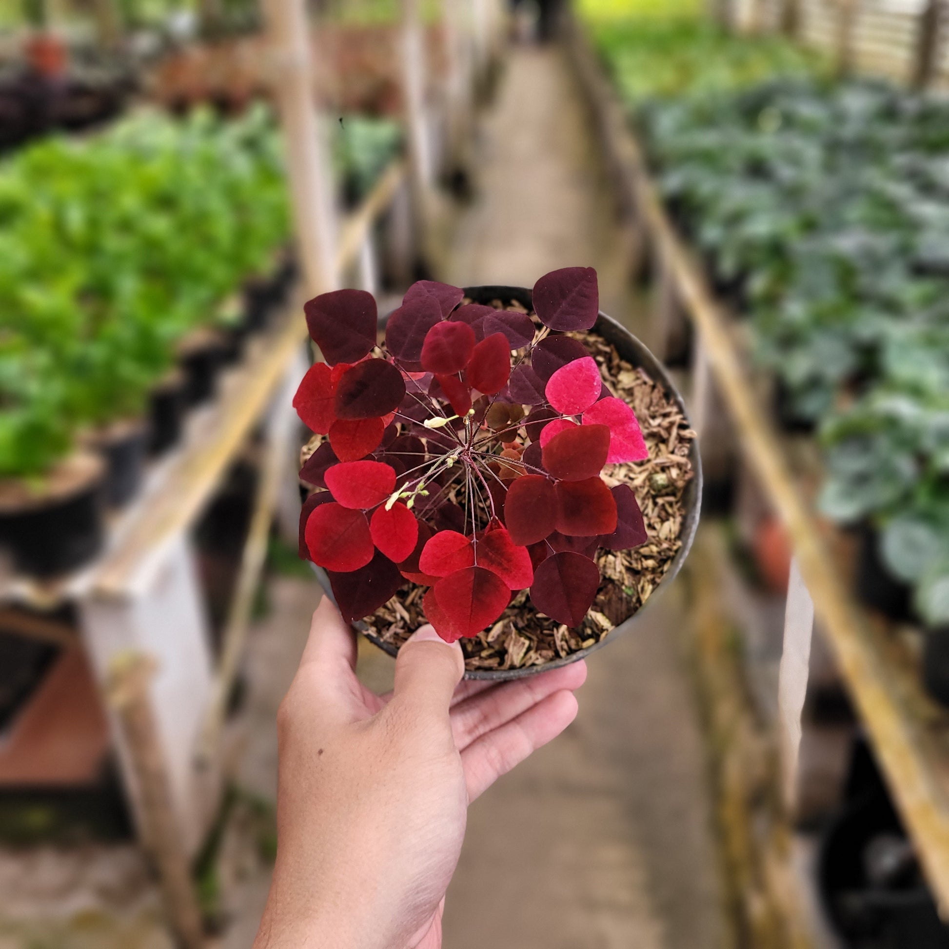 Oxalis Hedysaroides — rare Indonesian plant