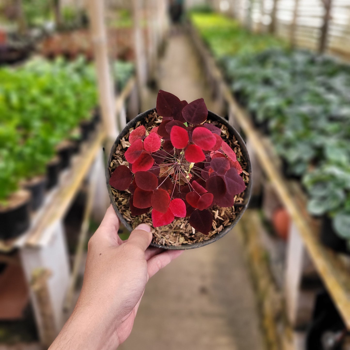 Oxalis Hedysaroides — photo 2