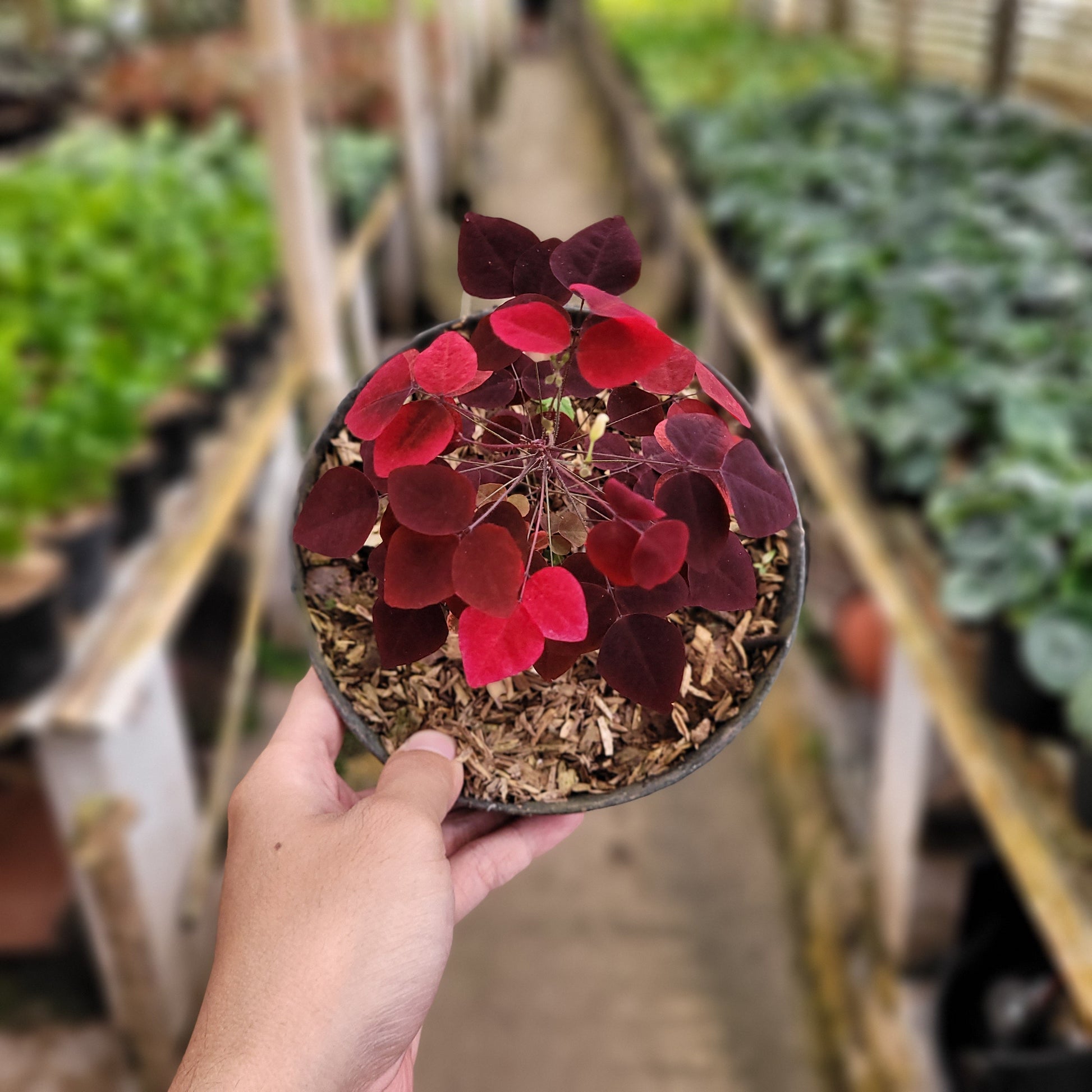 Oxalis Hedysaroides — photo 3