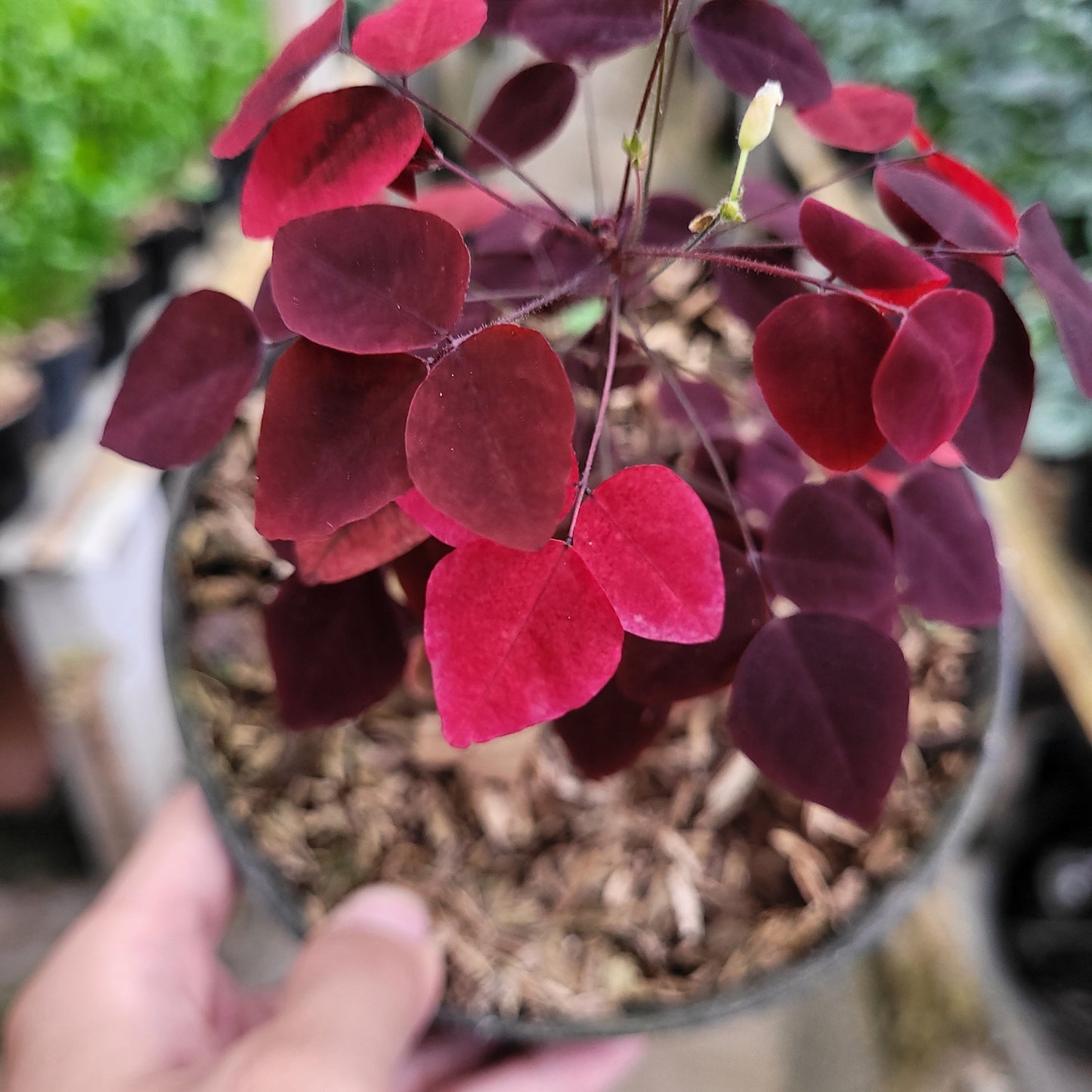 Oxalis Hedysaroides — photo 4