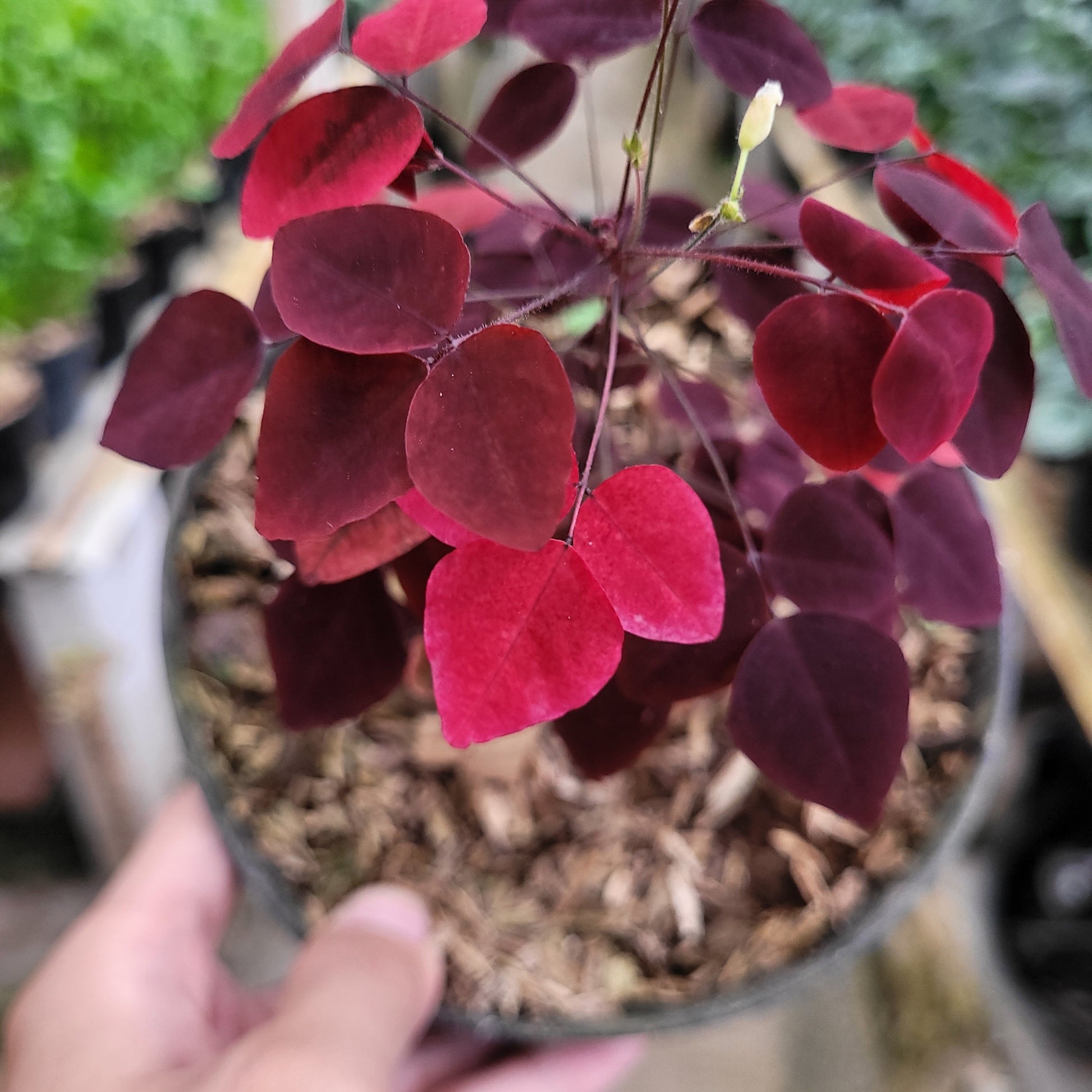 Oxalis Hedysaroides — photo 4