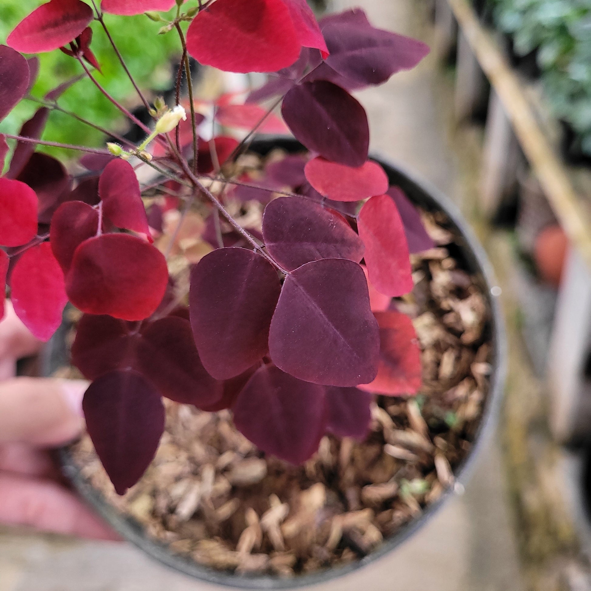 Oxalis Hedysaroides — photo 5