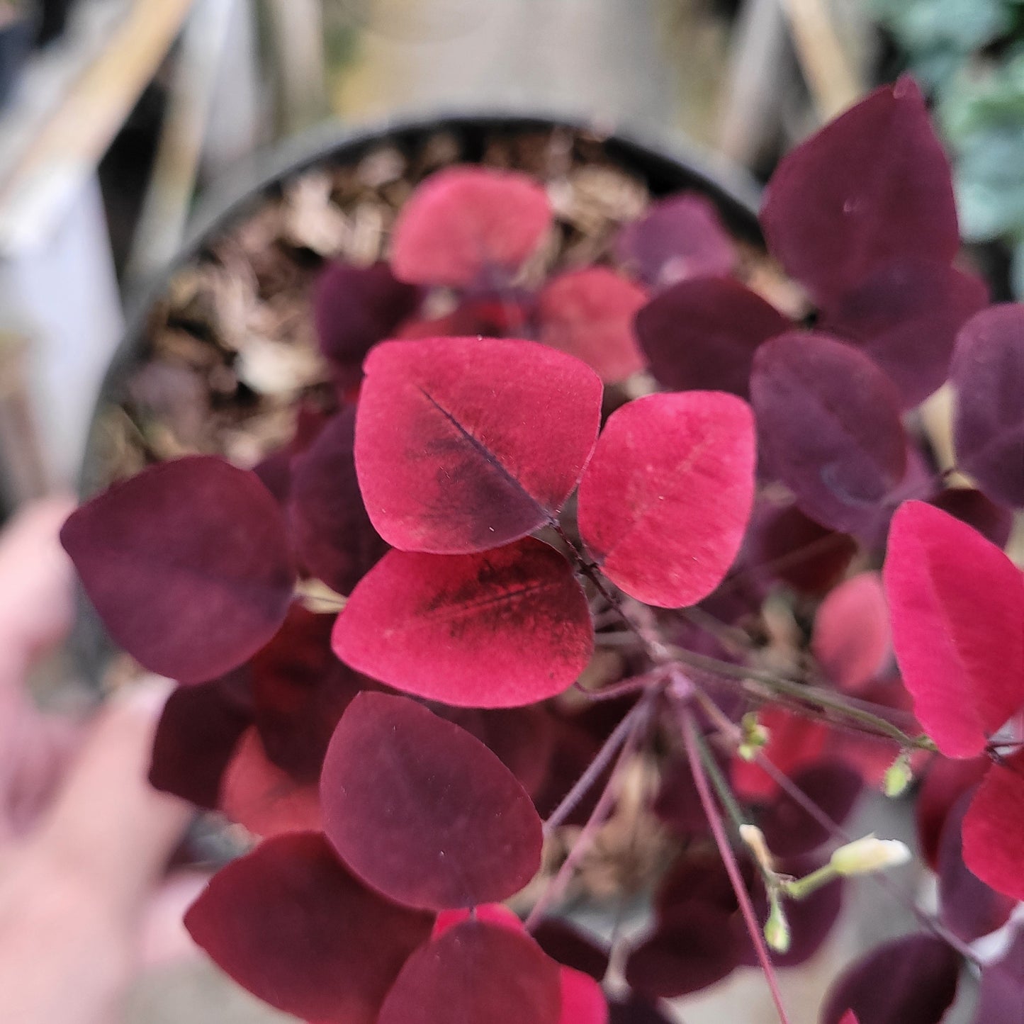 Oxalis Hedysaroides — photo 6