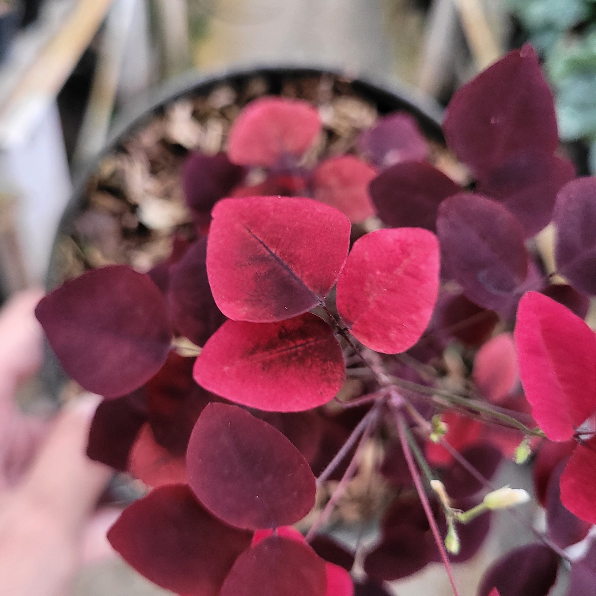 Oxalis Hedysaroides — photo 6