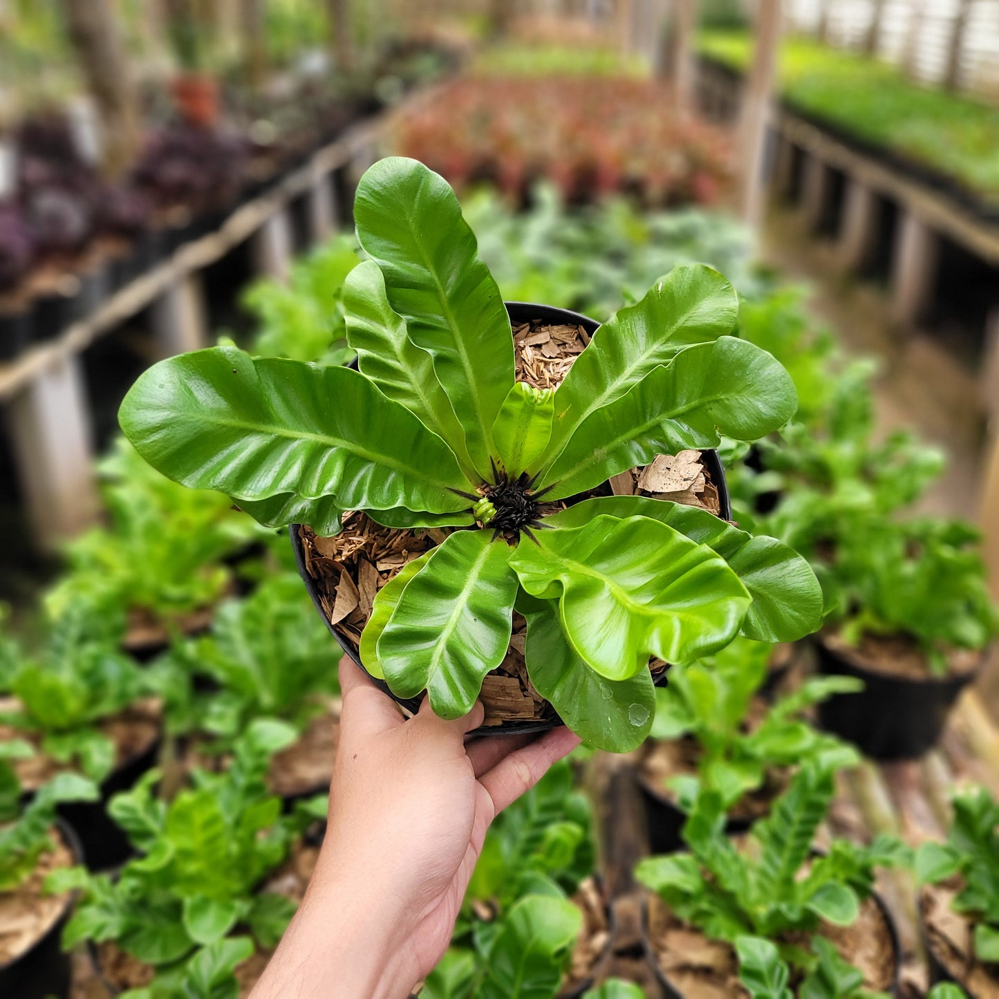 Asplenium Nidus "Cadaca Lasagna" — photo 6