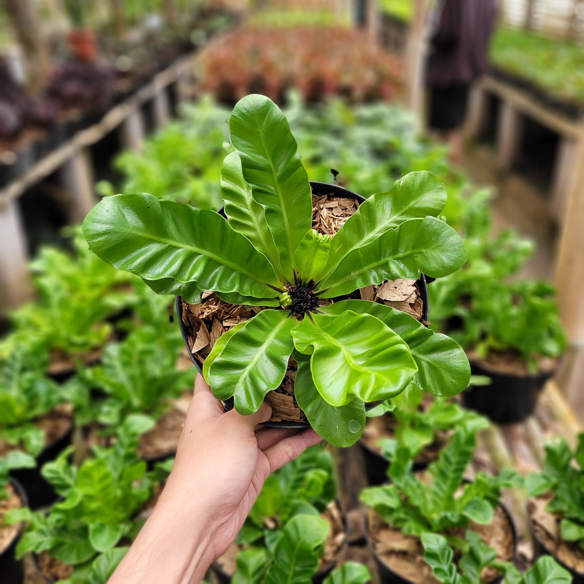 Asplenium Nidus "Cadaca Lasagna" — photo 5
