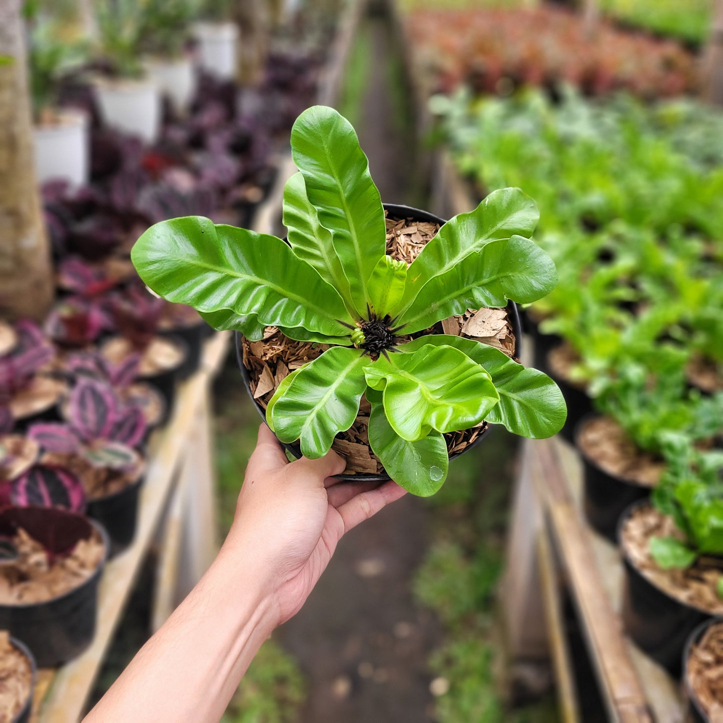 Asplenium Nidus "Cadaca Lasagna" — rare Indonesian plant