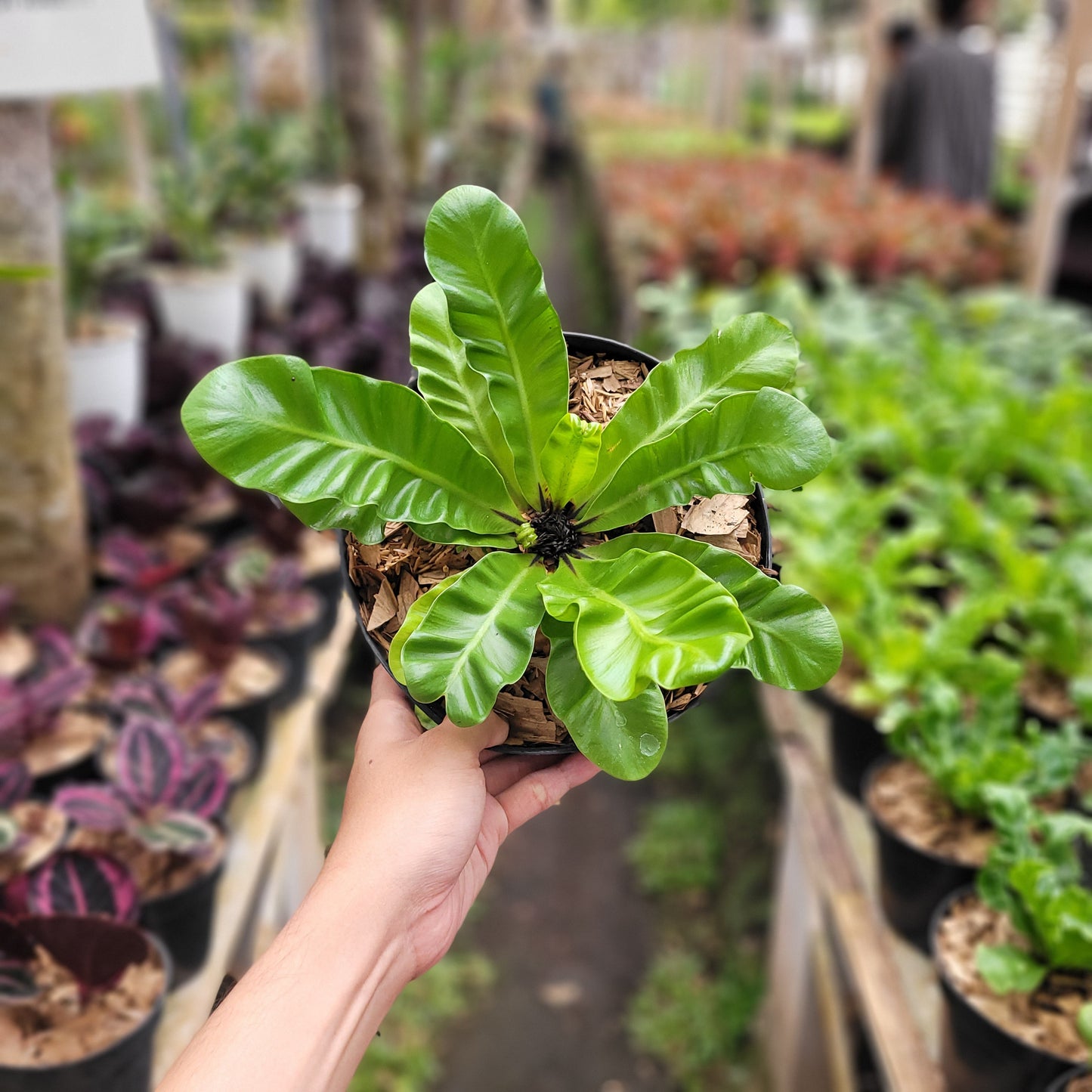 Asplenium Nidus "Cadaca Lasagna" — photo 4