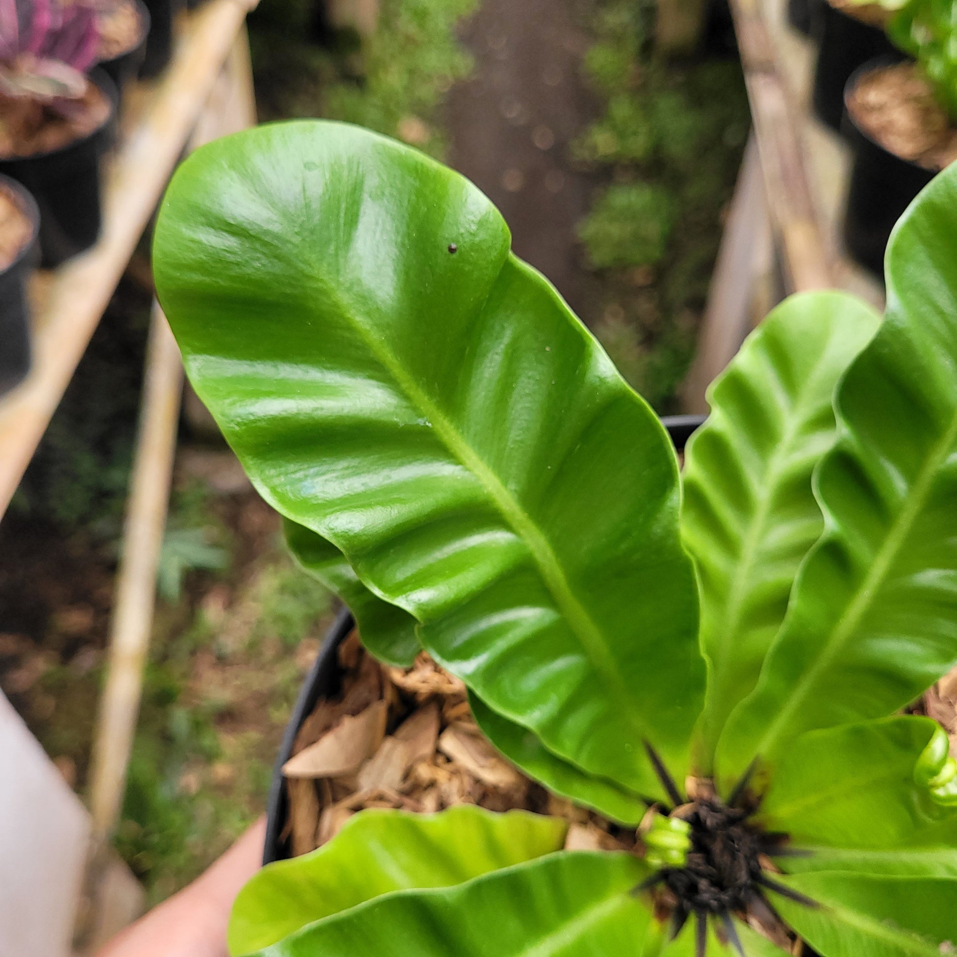 Asplenium Nidus "Cadaca Lasagna" — photo 2