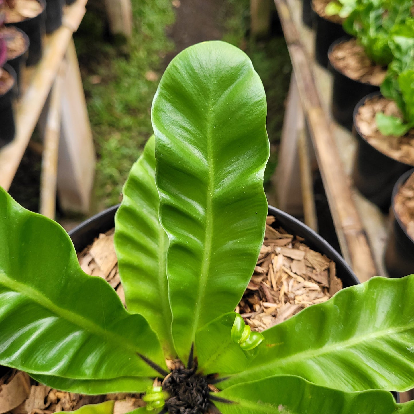 Asplenium Nidus "Cadaca Lasagna" — photo 3