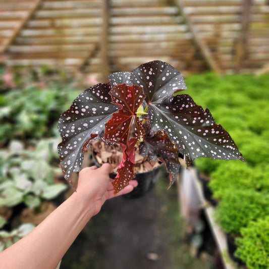 Begonia Polcadot — rare Indonesian plant