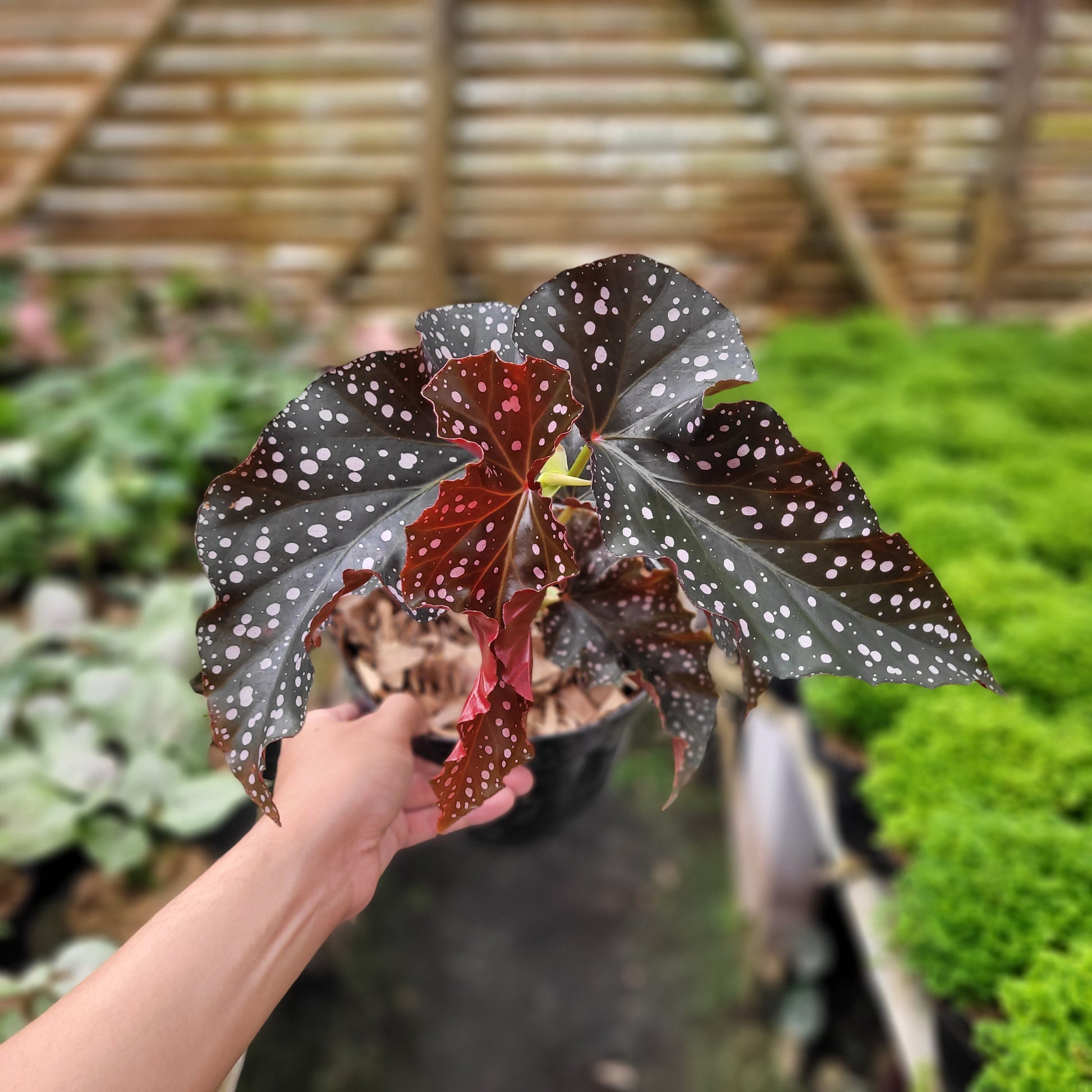 Begonia Polcadot — photo 5