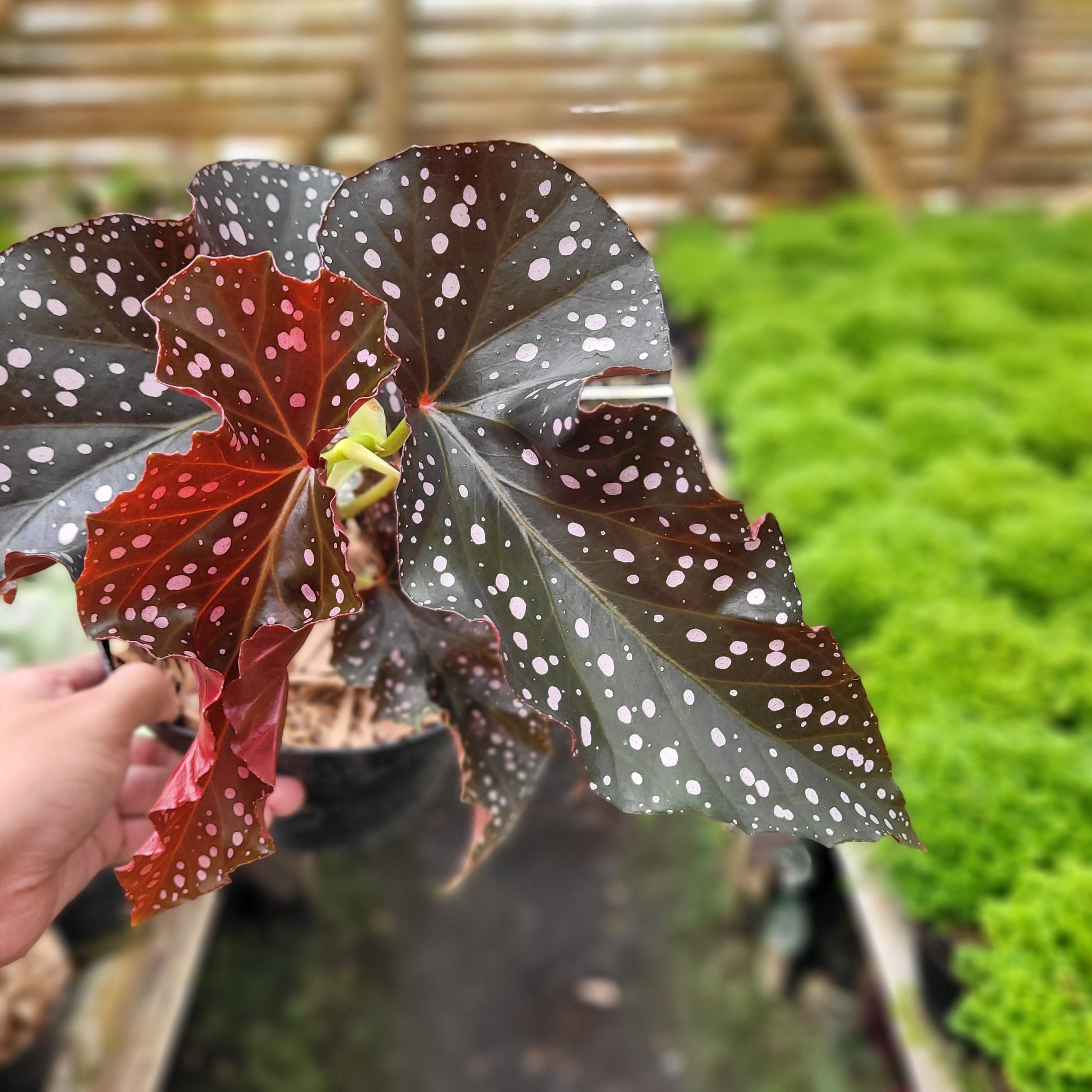 Begonia Polcadot — photo 2