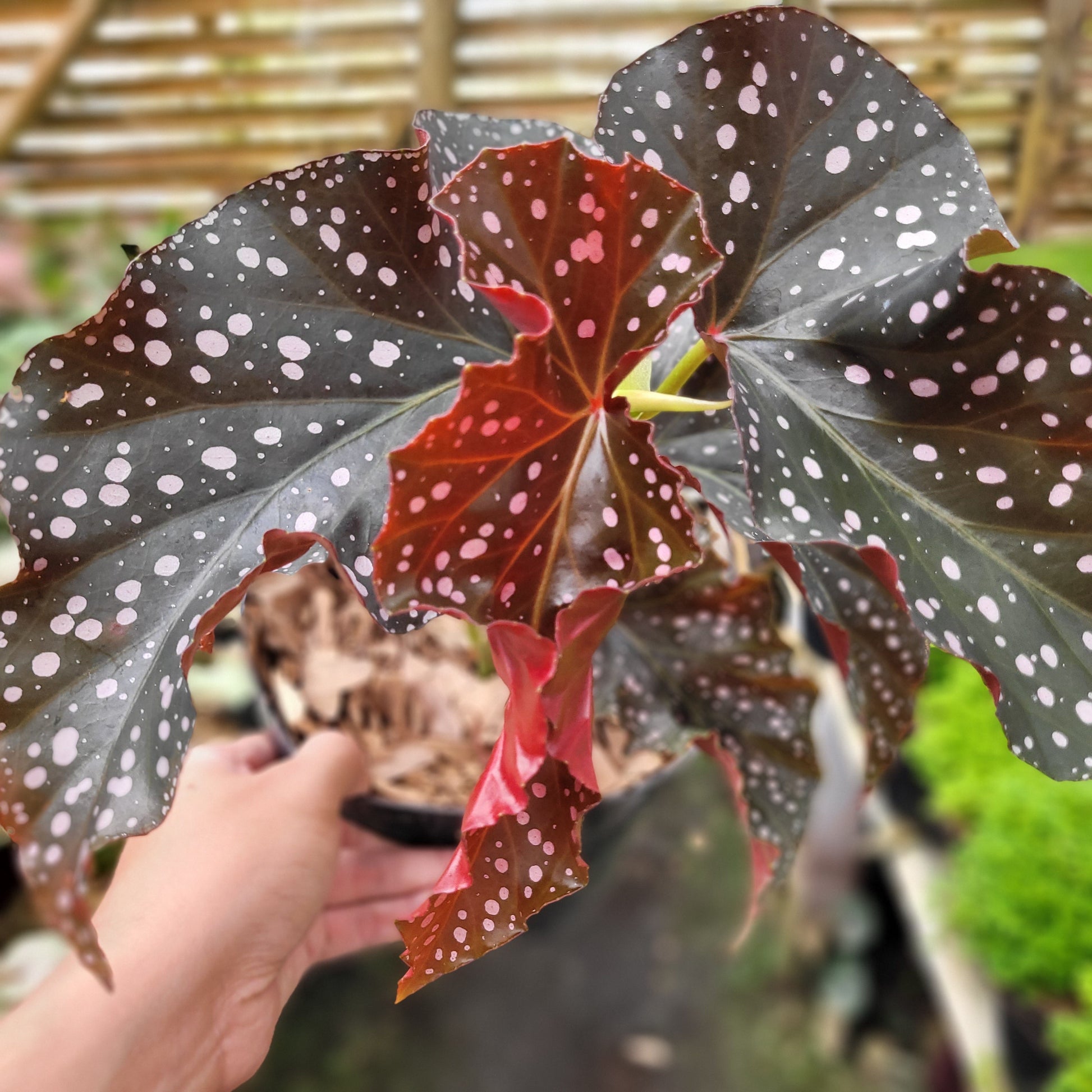 Begonia Polcadot — photo 3