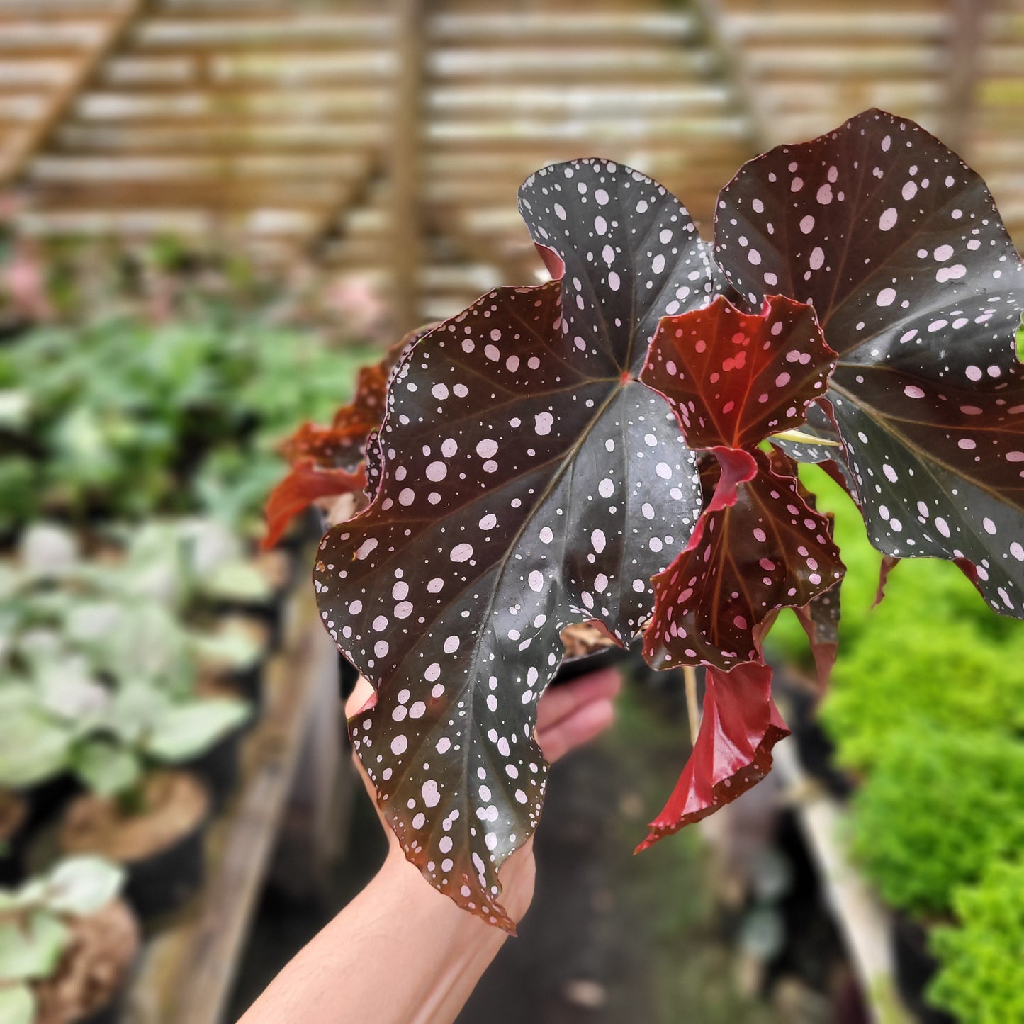 Begonia Polcadot — photo 4
