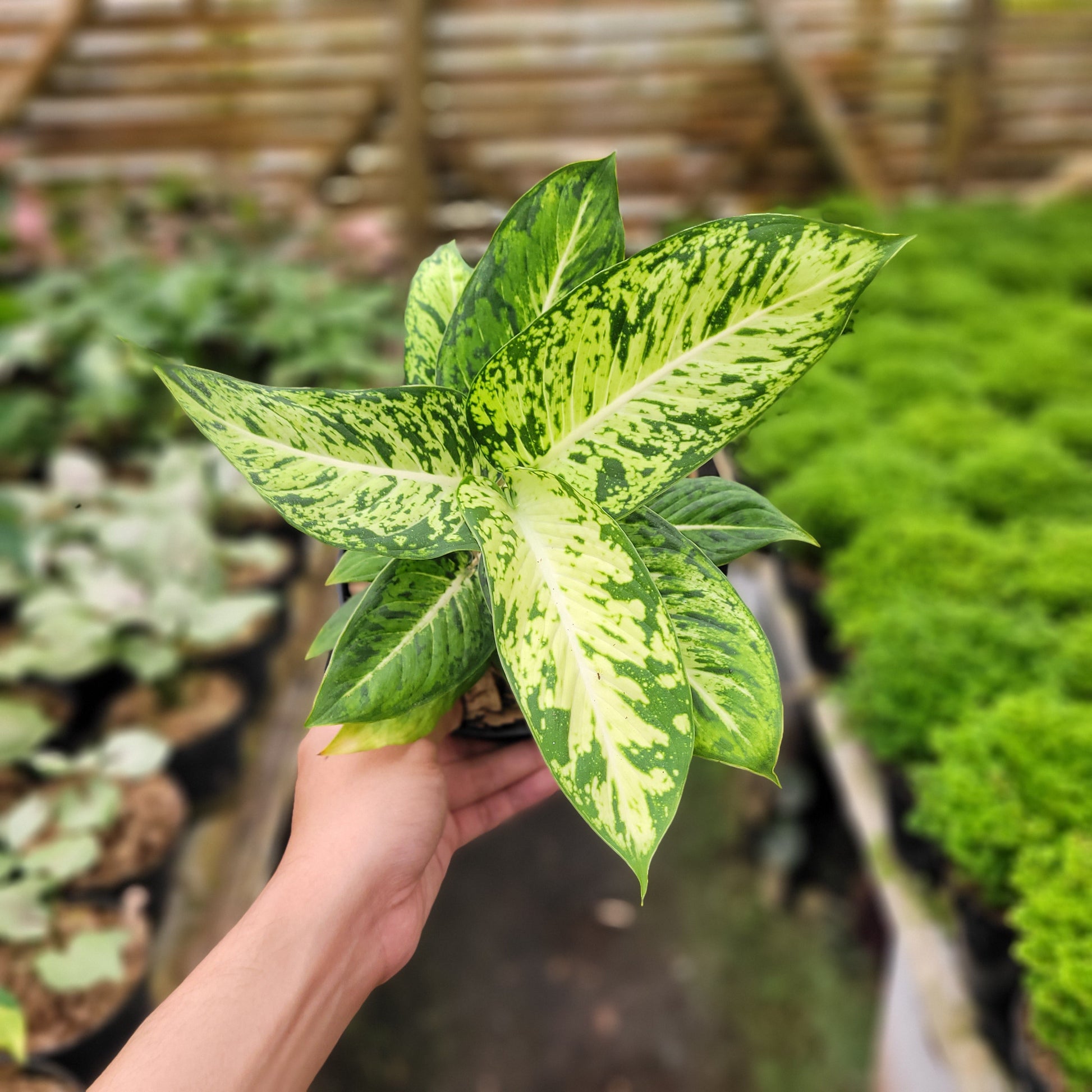 Diffenbachia Sparkle — rare Indonesian plant