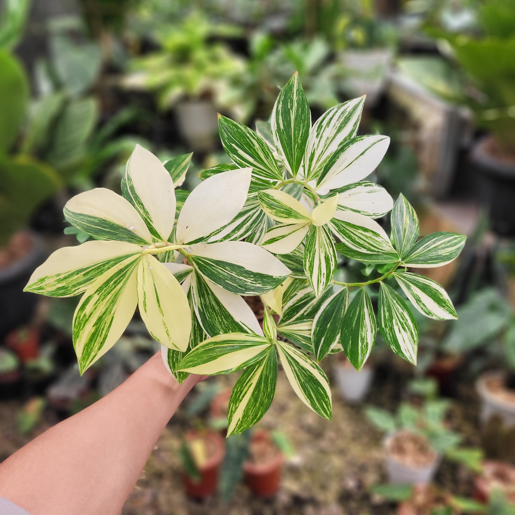Costus Arabicus Variegated — rare Indonesian plant