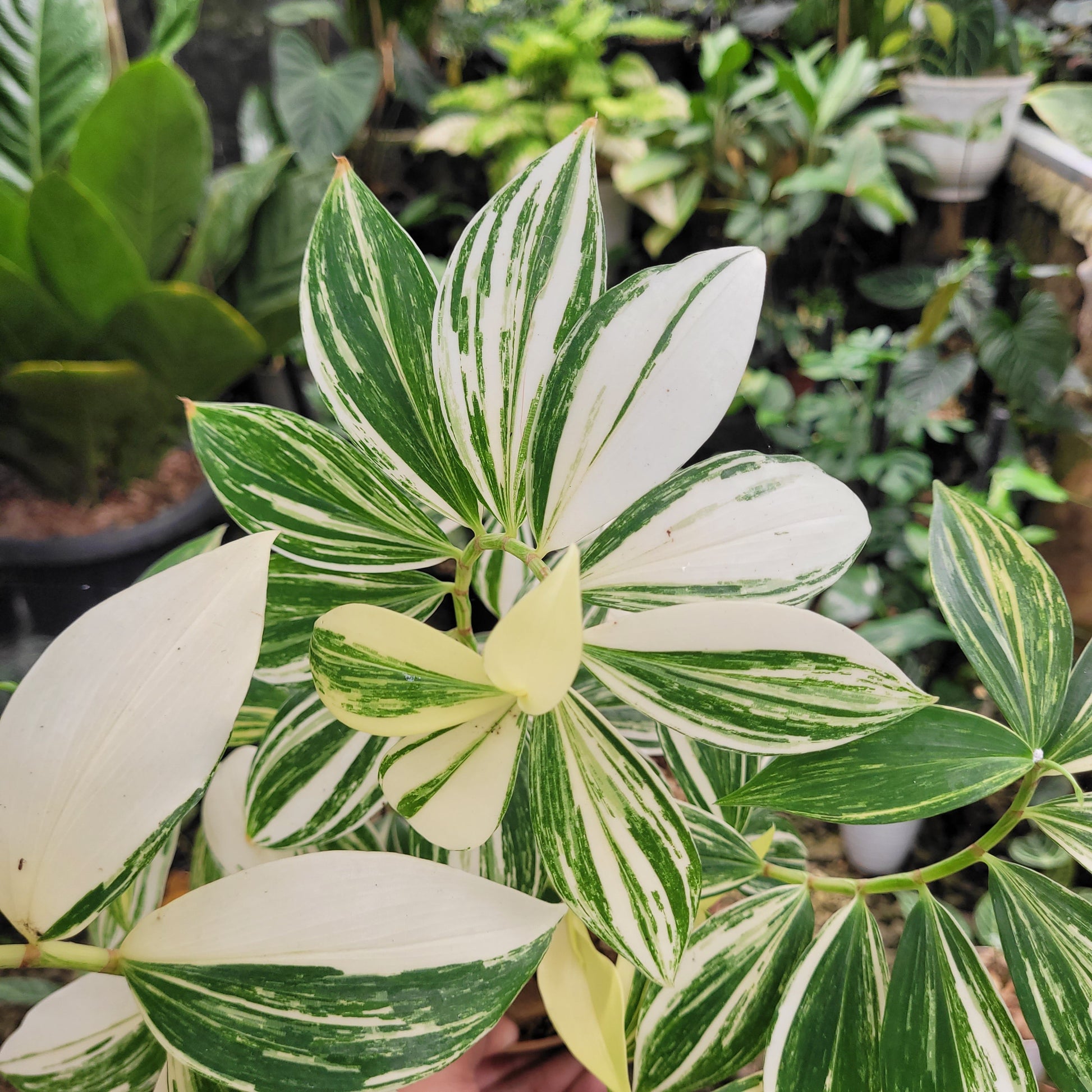 Costus Arabicus Variegated — photo 3