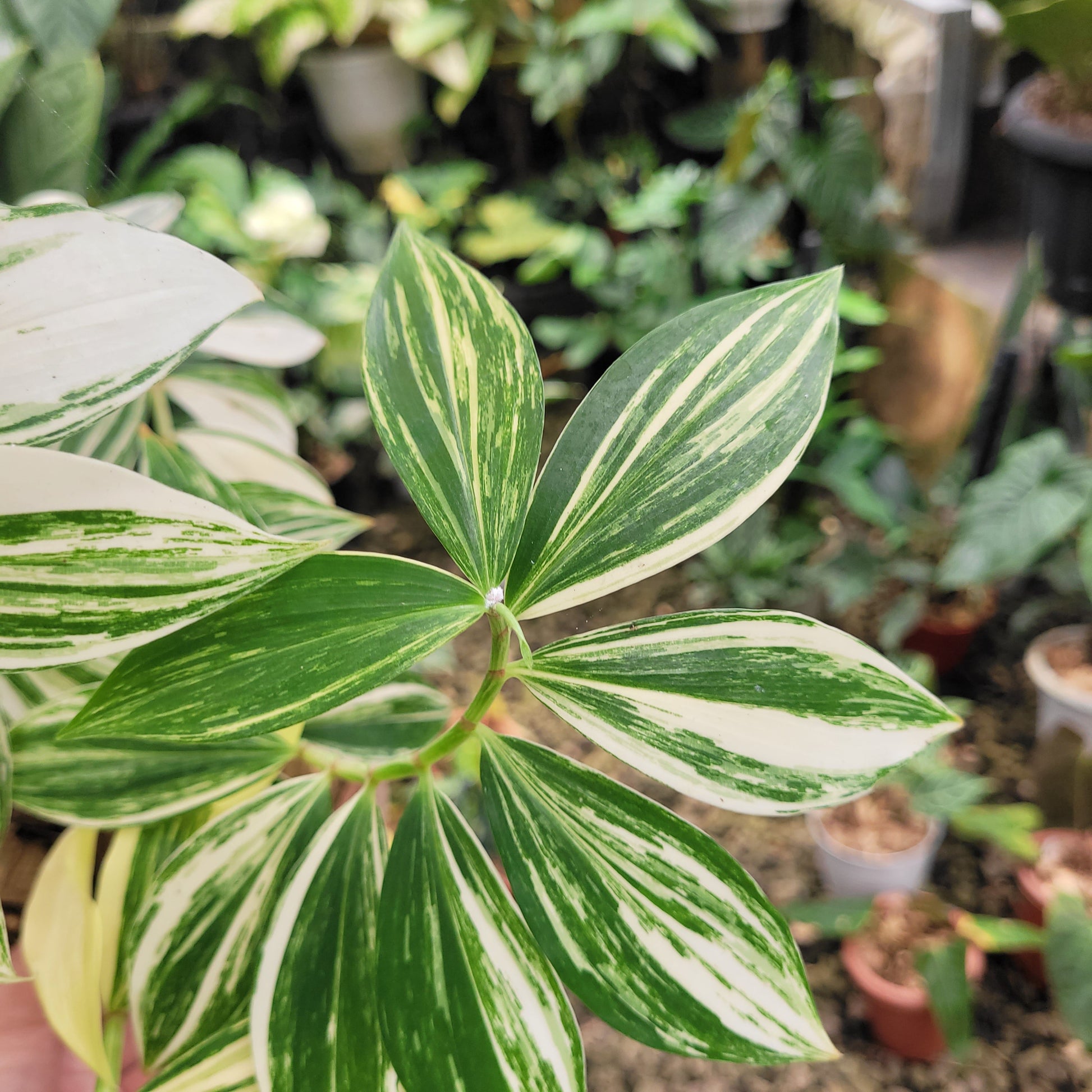 Costus Arabicus Variegated — photo 4