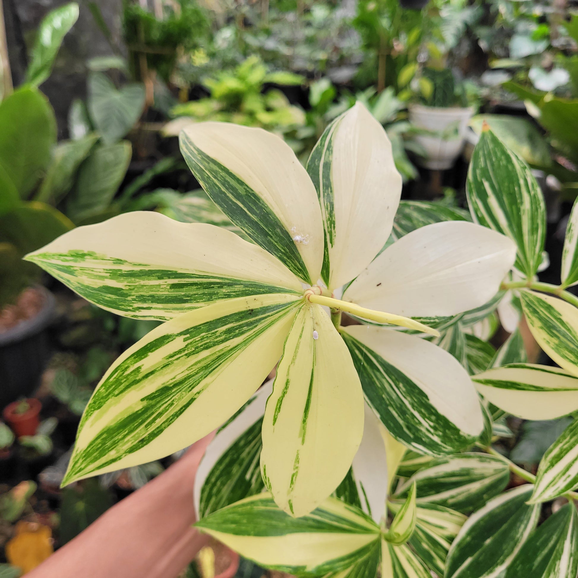 Costus Arabicus Variegated — photo 2