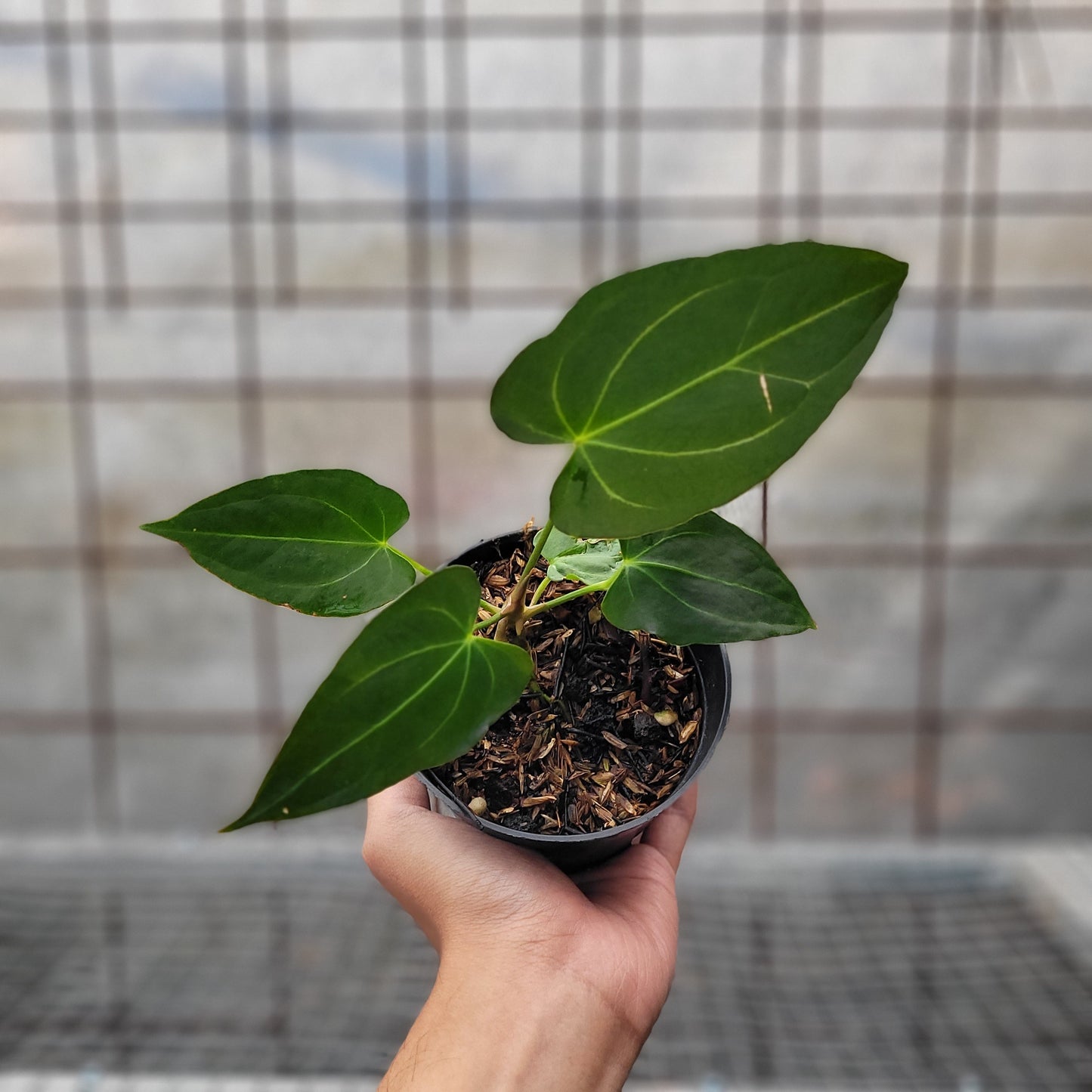Anthurium Papillilaminum x Magnificum - Indonesian Rare Plants