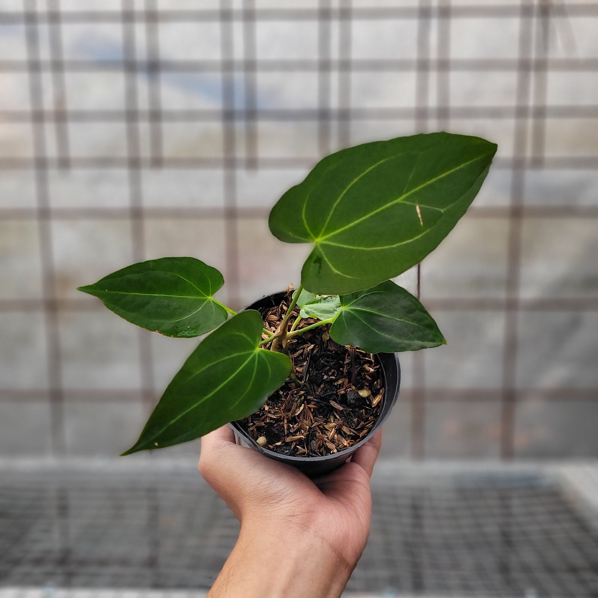 Anthurium Papillilaminum x Magnificum - Indonesian Rare Plants