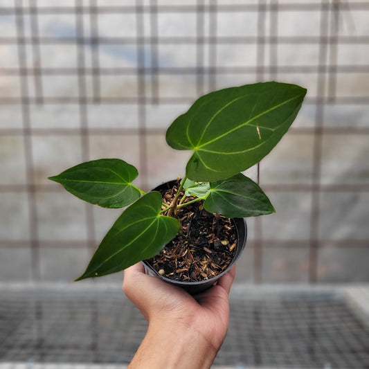 Anthurium Papillilaminum x Magnificum - Indonesian Rare Plants