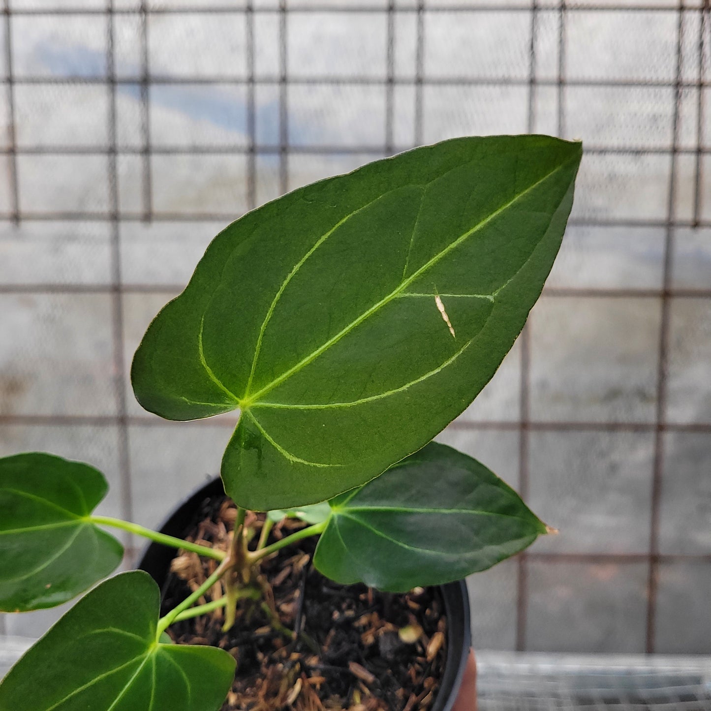 Anthurium Papillilaminum x Magnificum